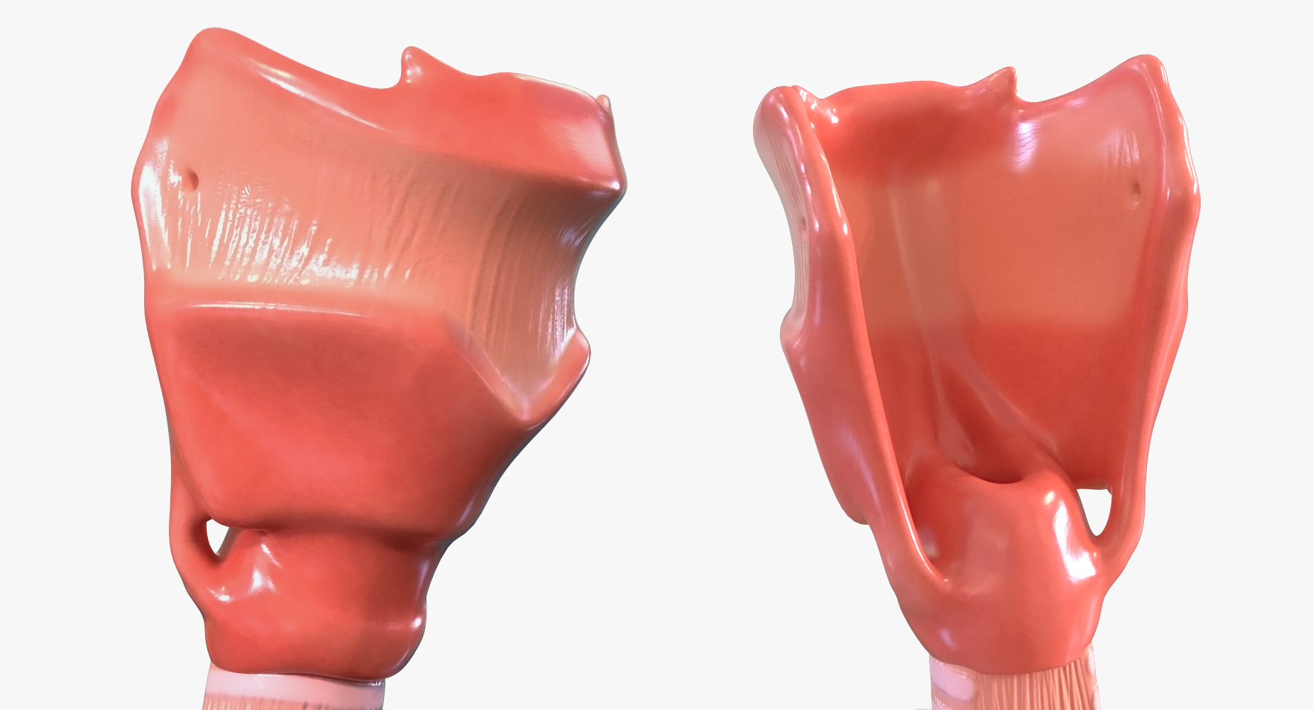 3D Male Torso Skeleton with Respiratory System model