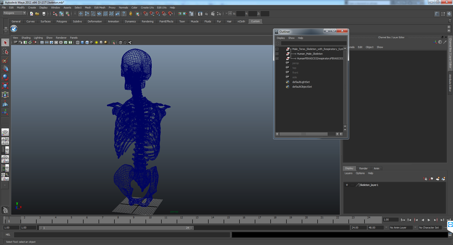 3D Male Torso Skeleton with Respiratory System model
