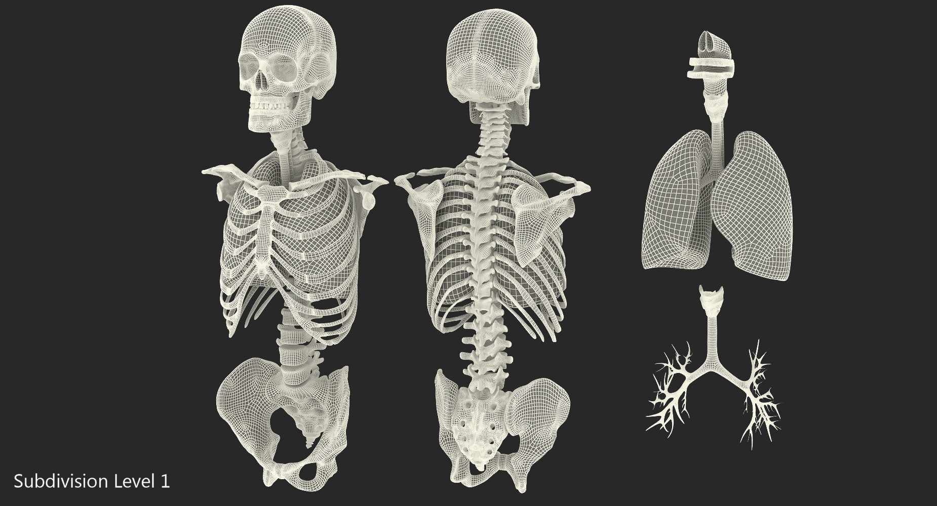 3D Male Torso Skeleton with Respiratory System model