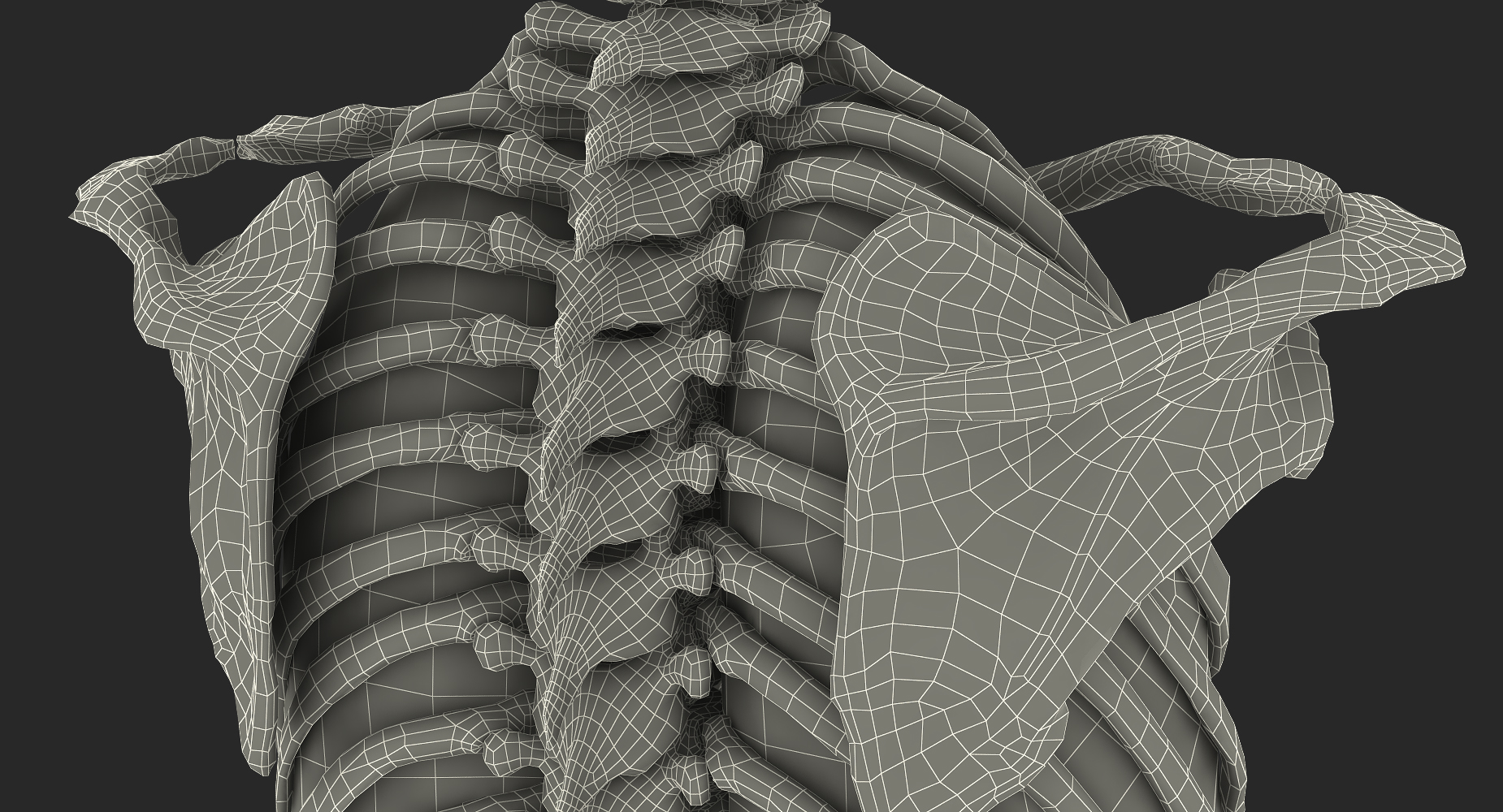 3D Male Torso Skeleton with Respiratory System model