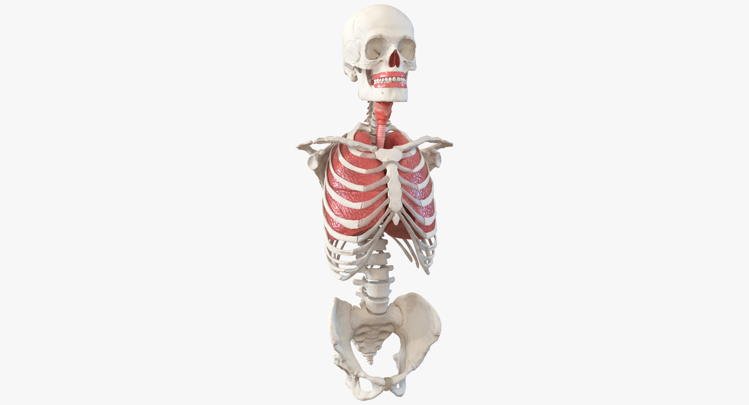 3D Male Torso Skeleton with Respiratory System model