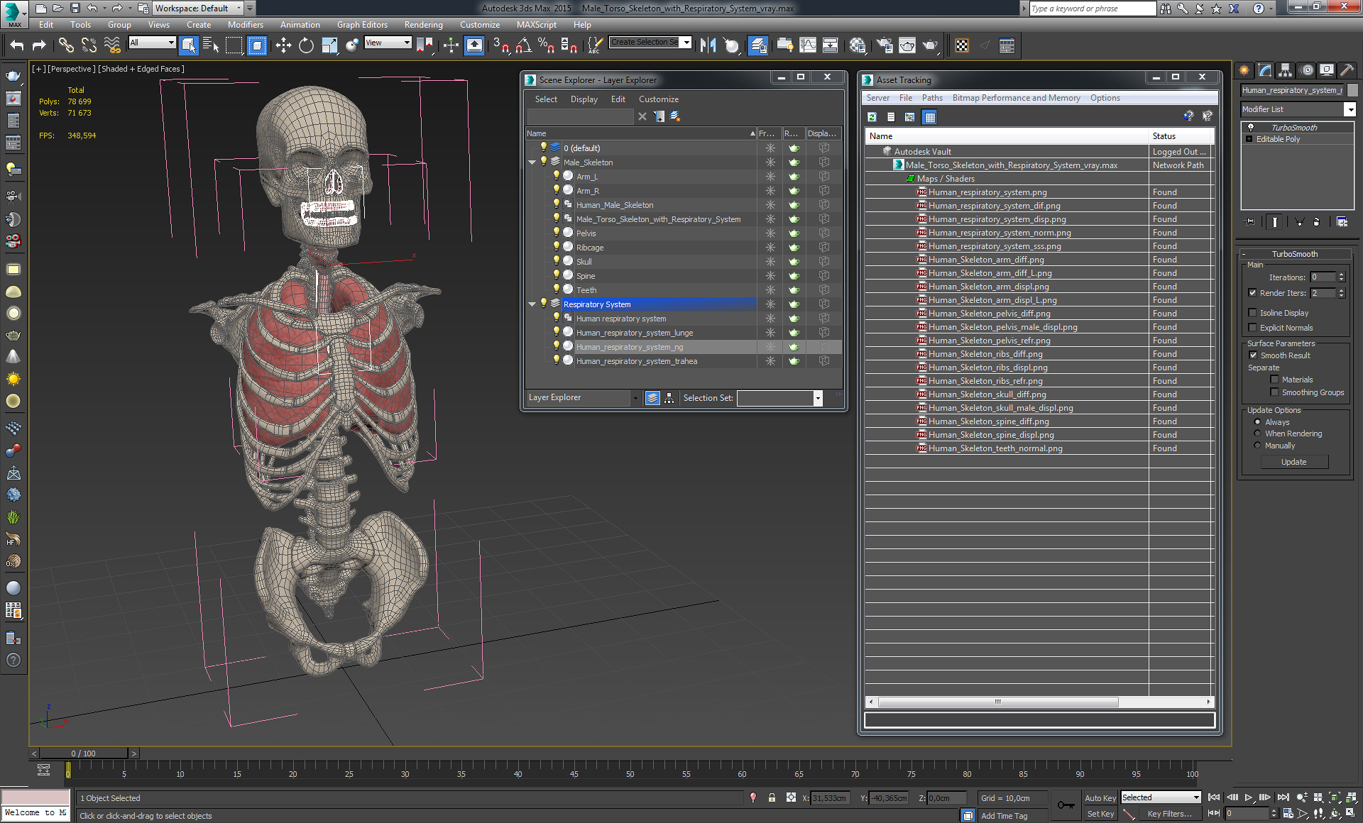 3D Male Torso Skeleton with Respiratory System model