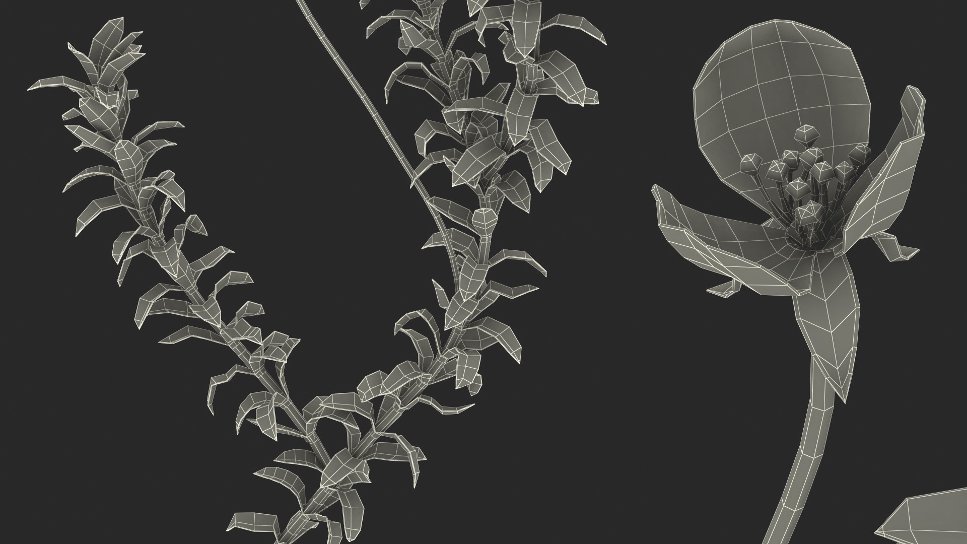 3D Elodea Plant Young model