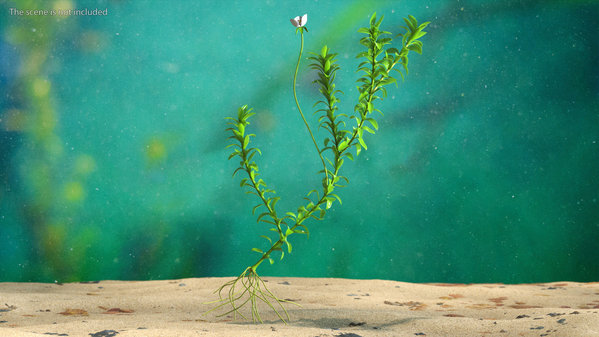 3D Elodea Plant Young model