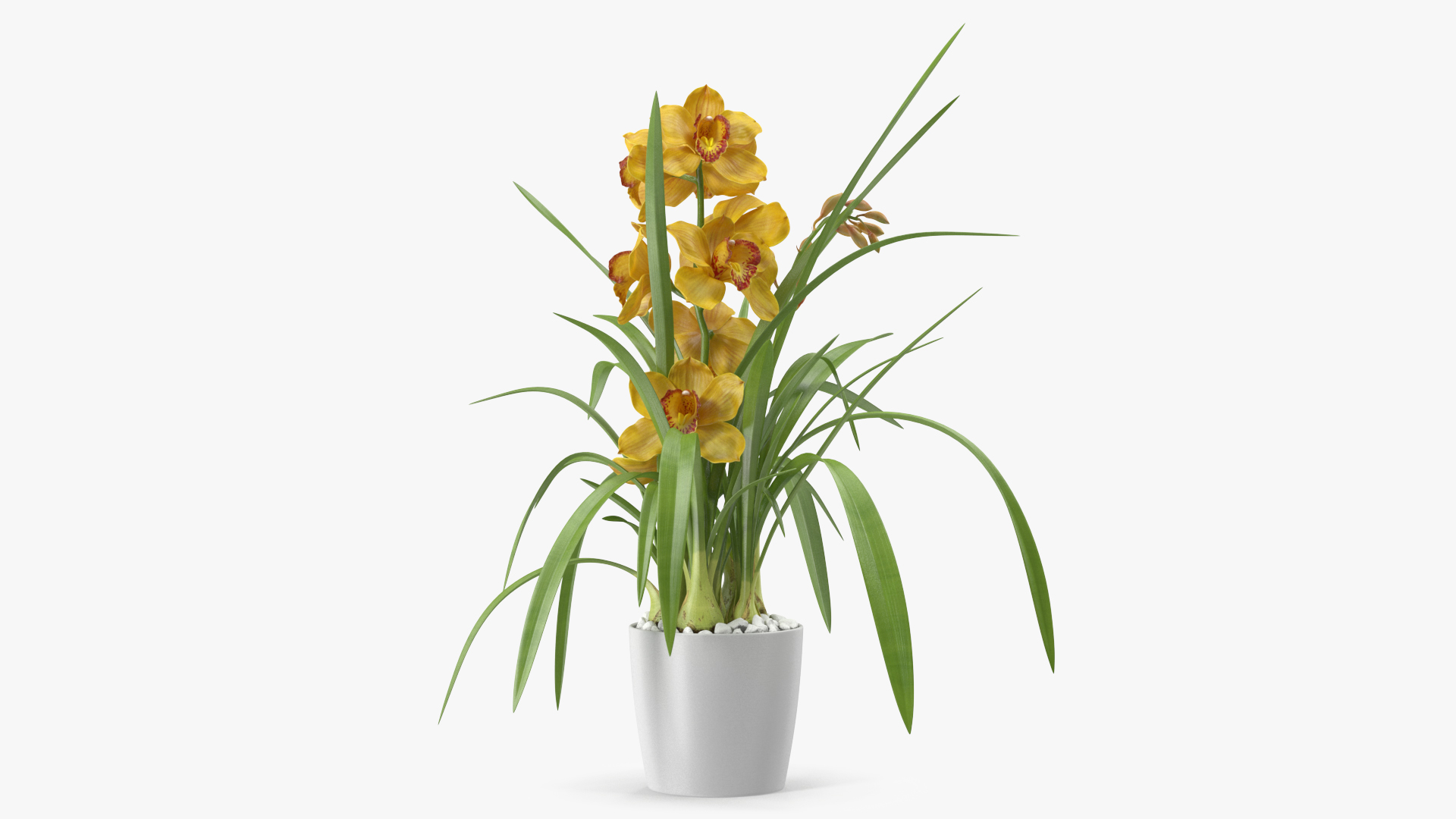 Orchid Pot Yellow 3D