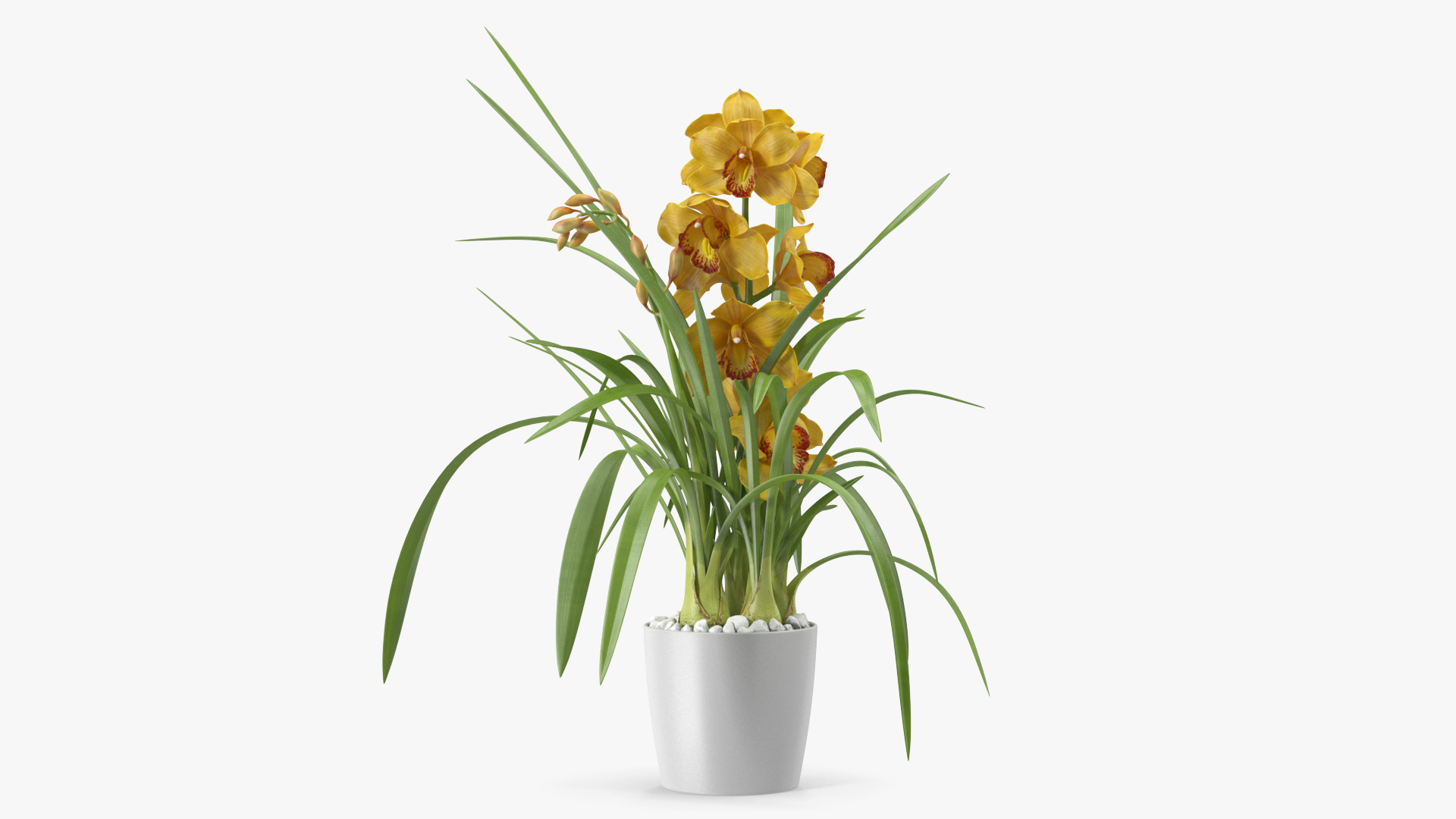 Orchid Pot Yellow 3D
