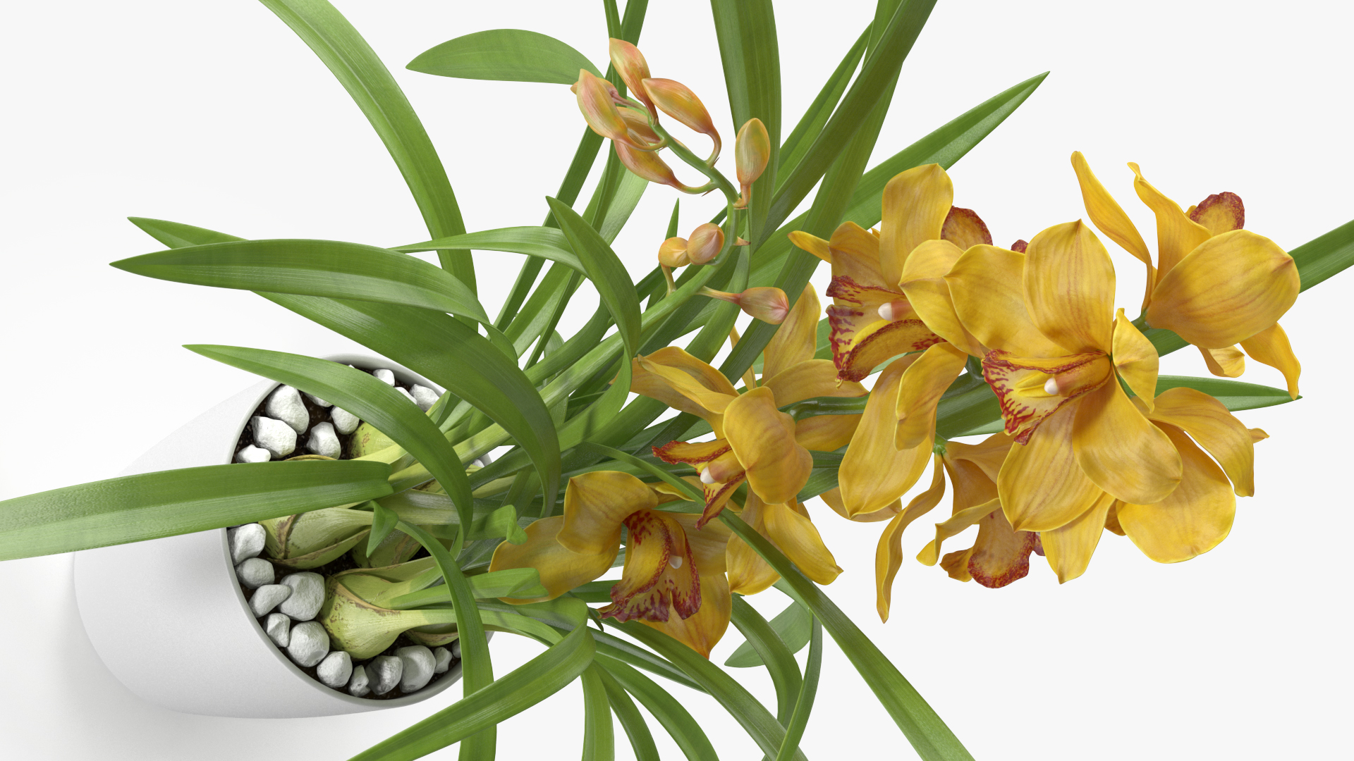 Orchid Pot Yellow 3D