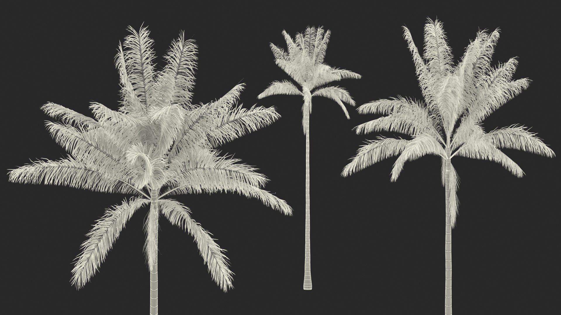 Florida Royal Palm Roystonea Regia 3D model
