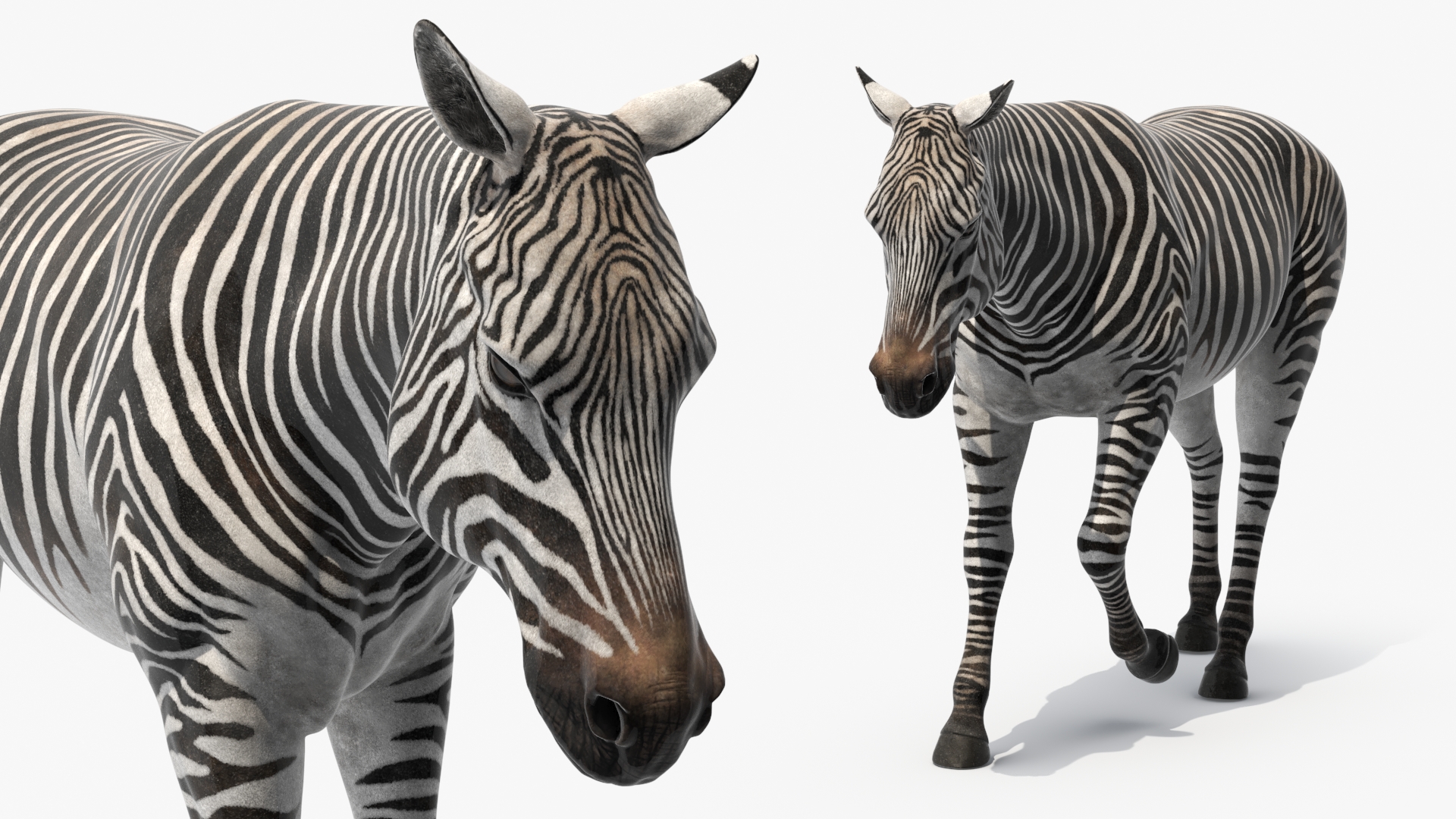 3D African Zebra Walking