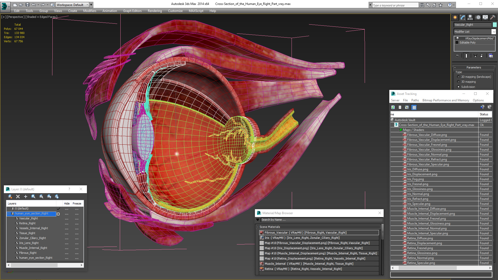 3D Cross-Section of the Human Eye Right Part