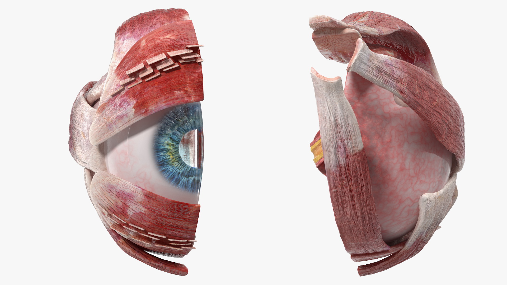 3D Cross-Section of the Human Eye Right Part