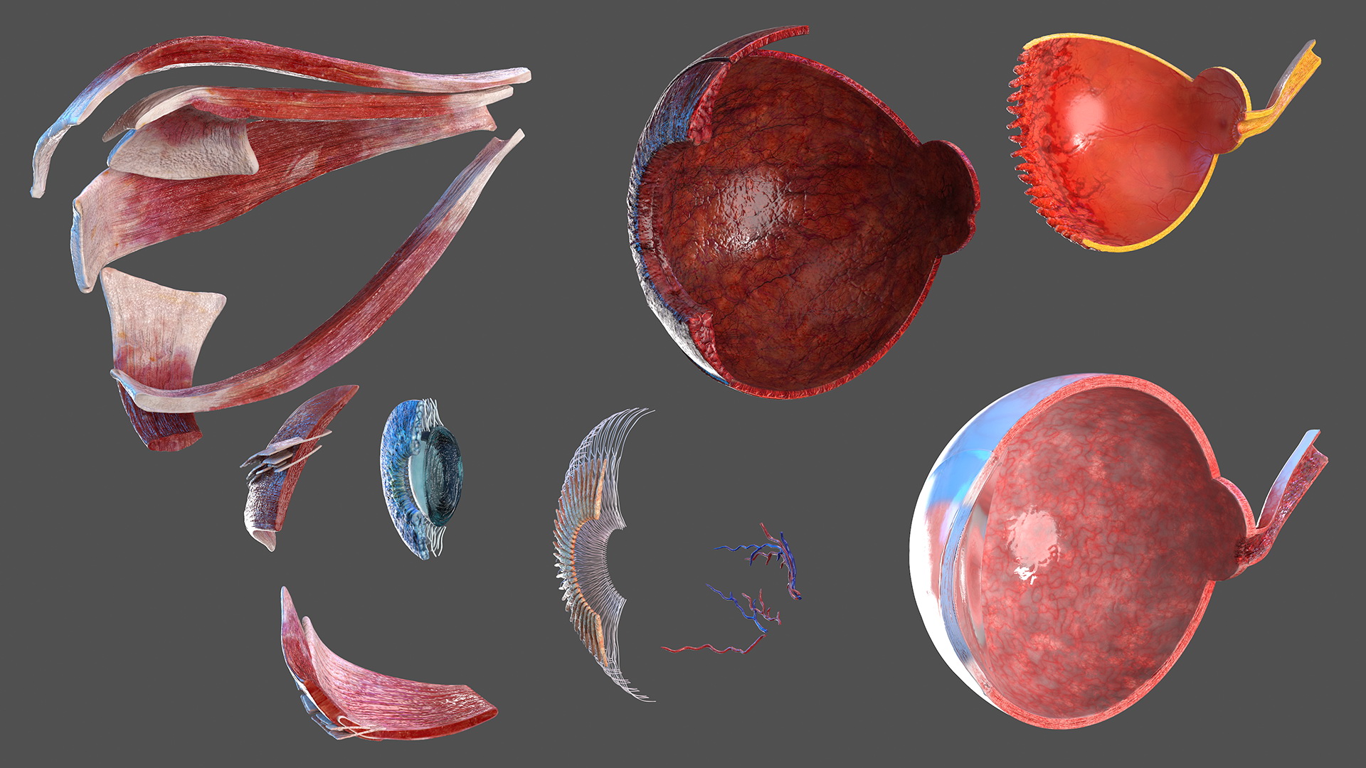 3D Cross-Section of the Human Eye Right Part