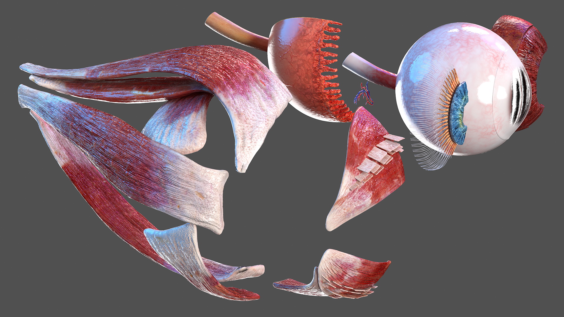 3D Cross-Section of the Human Eye Right Part