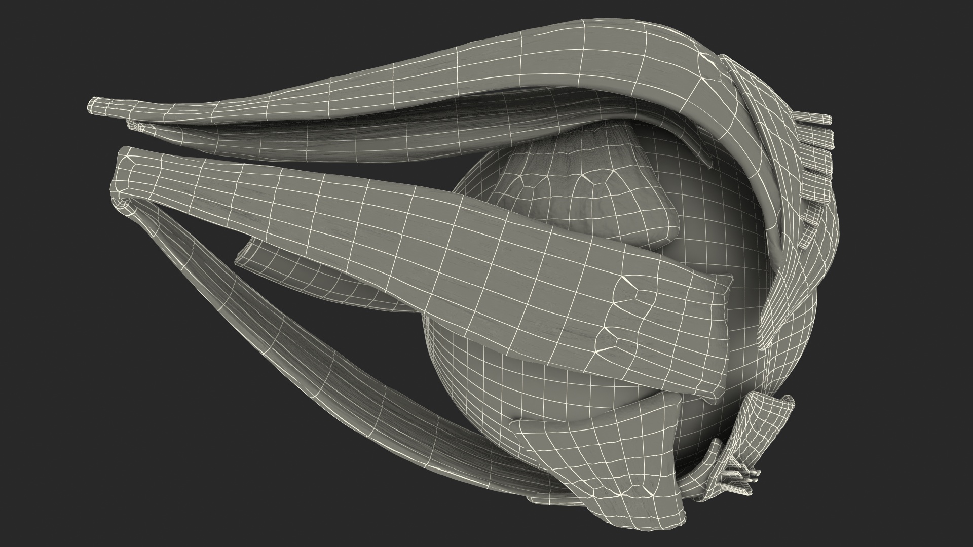3D Cross-Section of the Human Eye Right Part