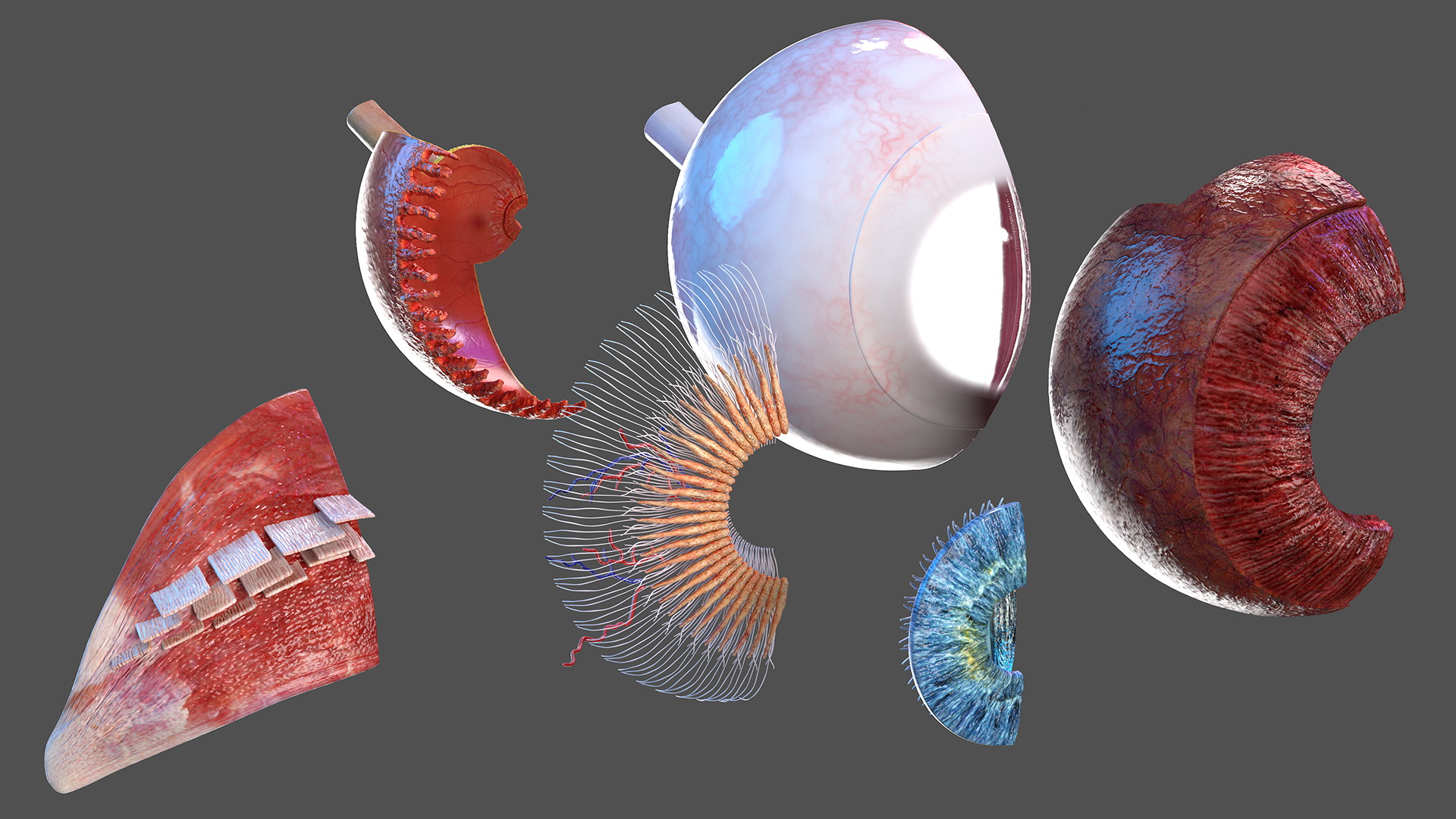 3D Cross-Section of the Human Eye Right Part