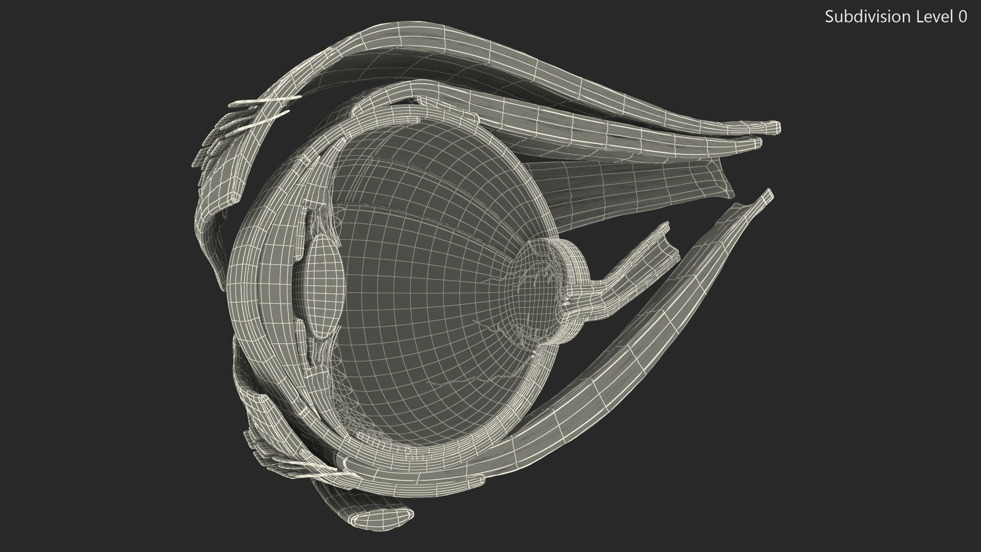 3D Cross-Section of the Human Eye Right Part