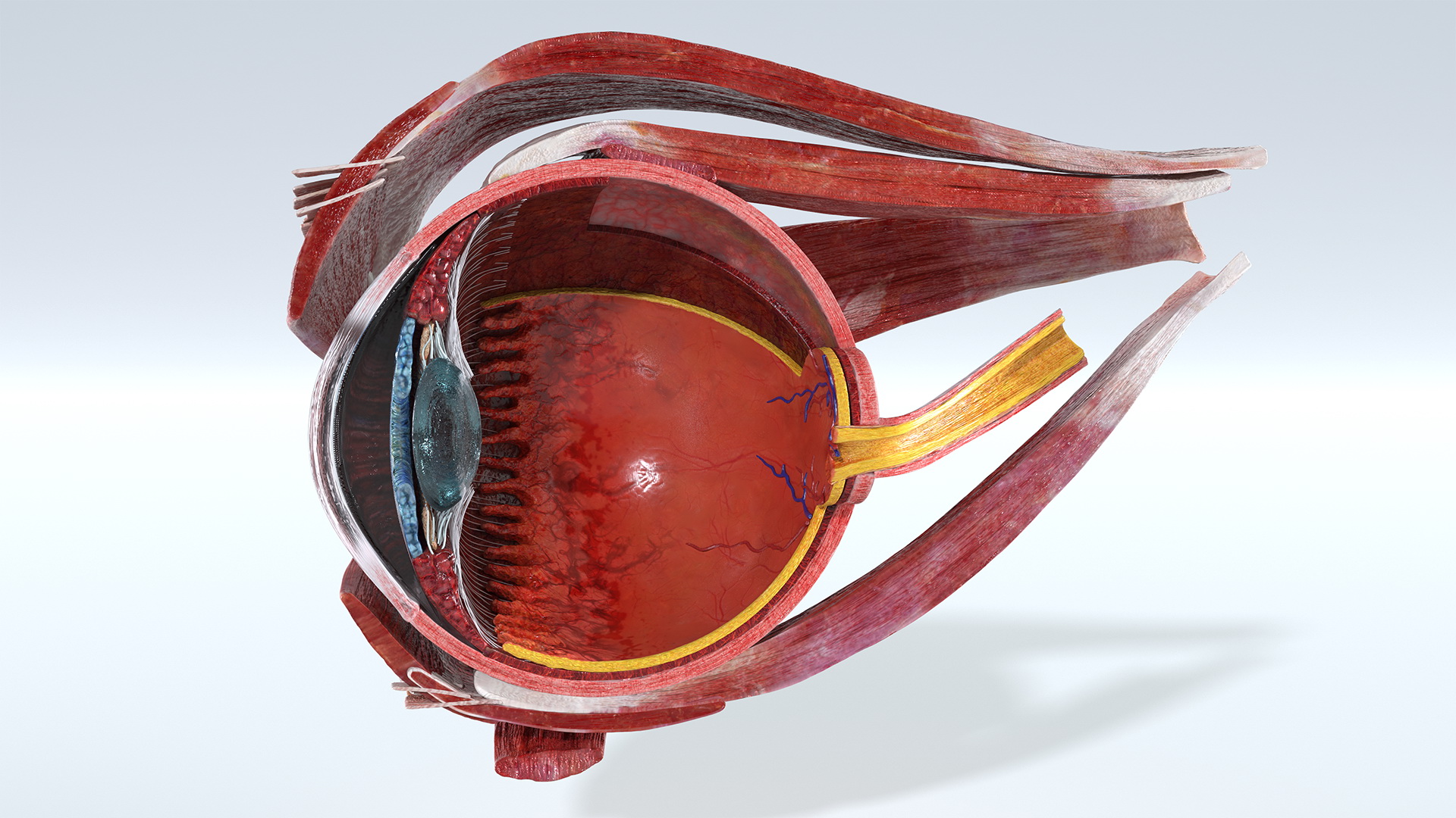 3D Cross-Section of the Human Eye Right Part