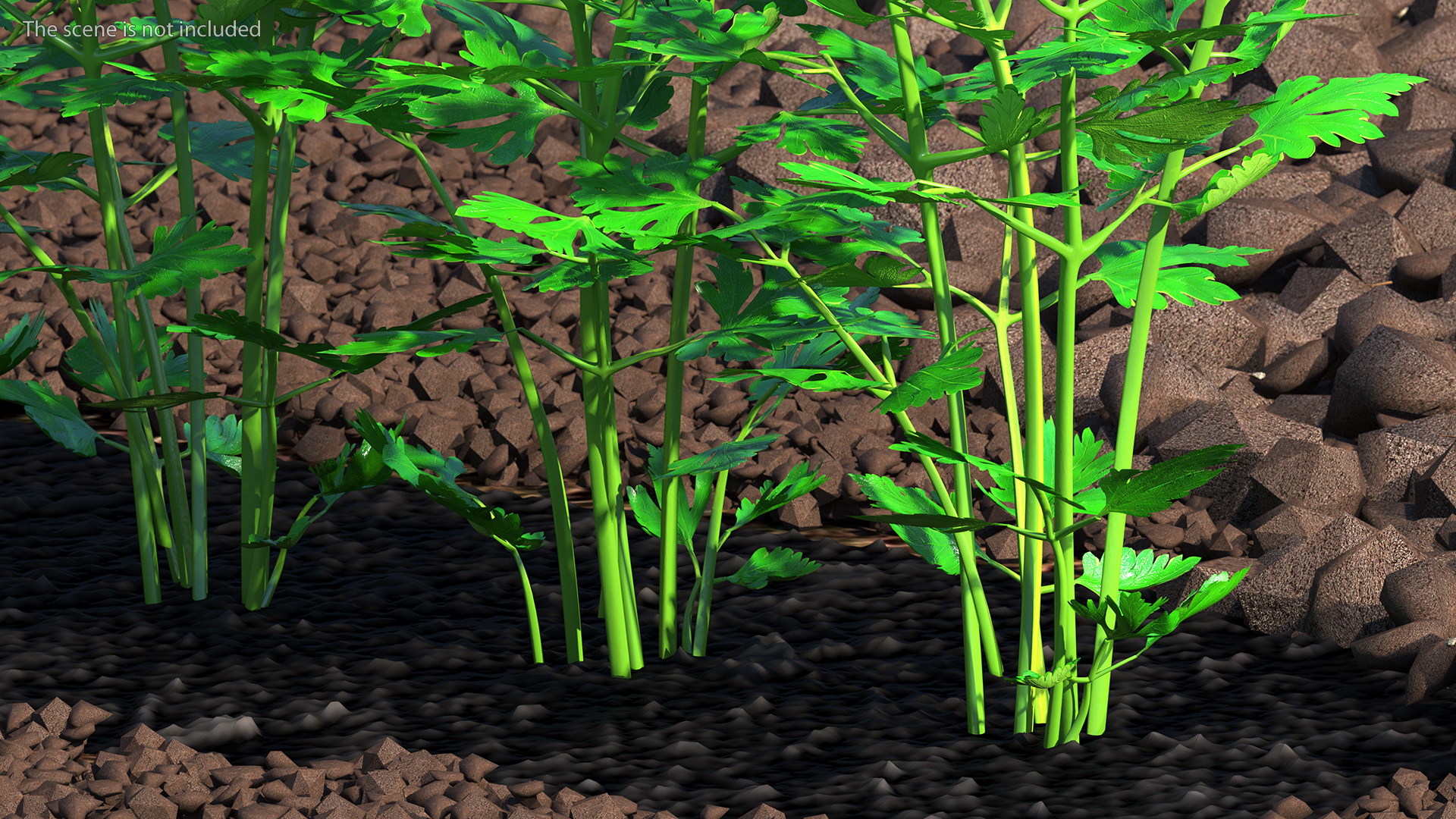 3D model Parsley Grows in Row