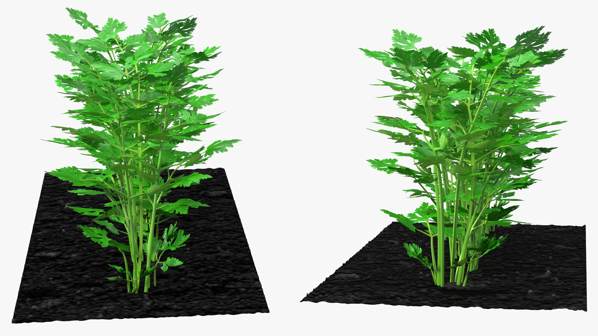 3D model Parsley Grows in Row