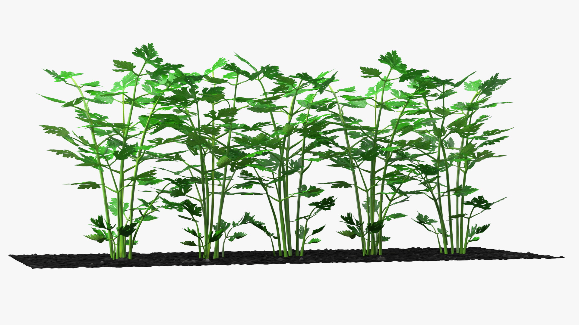 3D model Parsley Grows in Row
