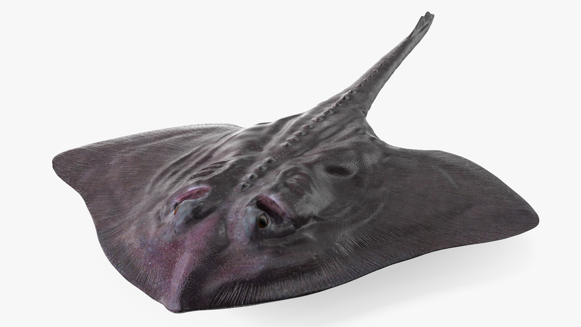 Bathyraja Lindbergi Gray 3D model