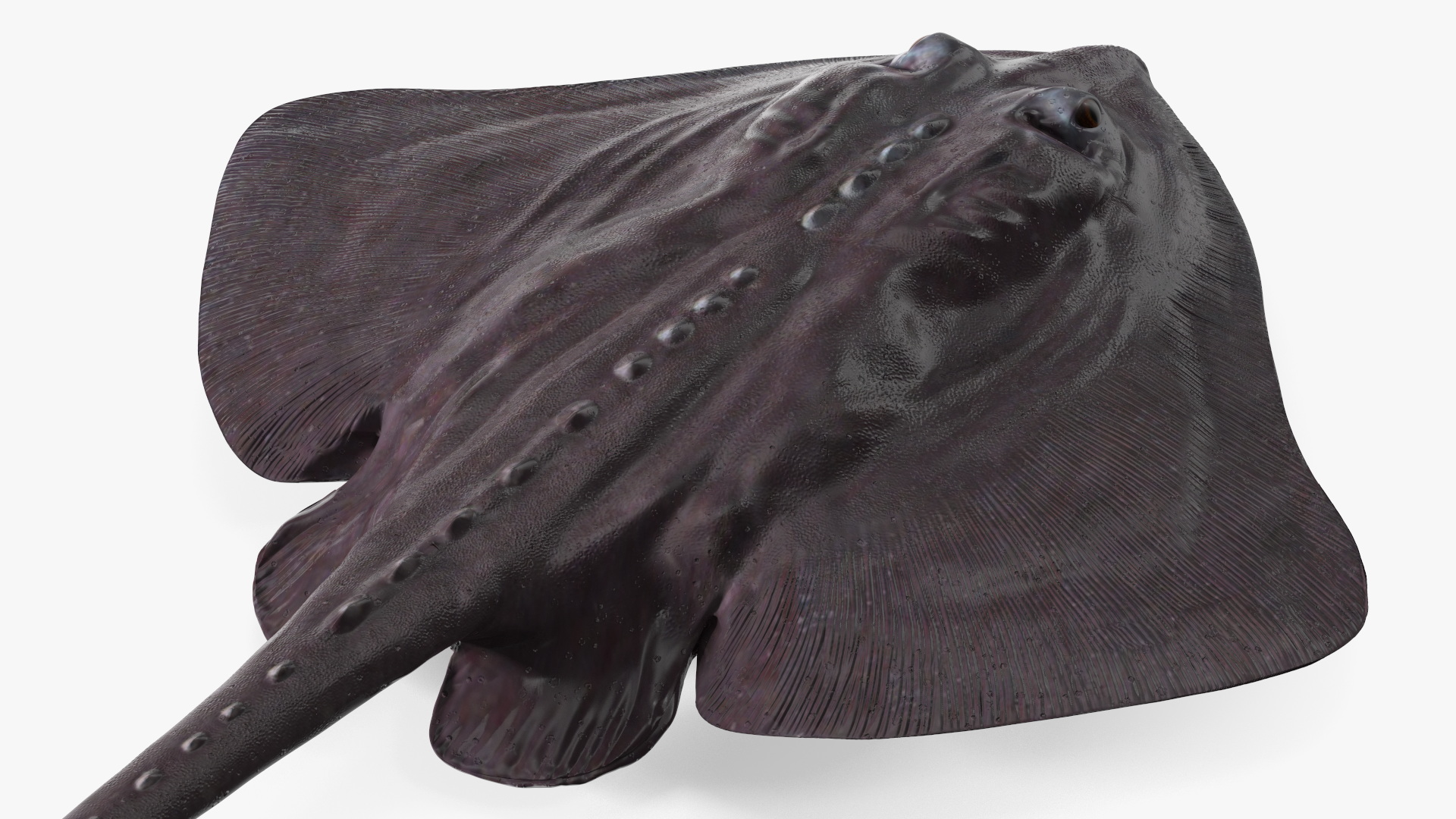 Bathyraja Lindbergi Gray 3D model