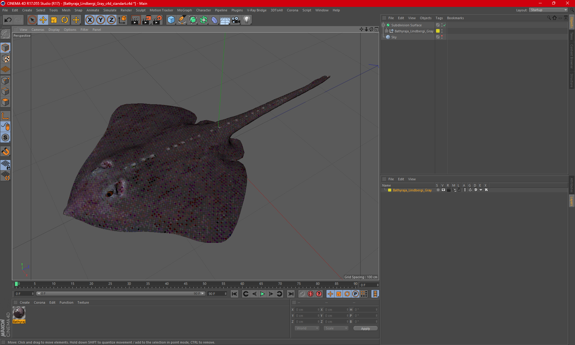 Bathyraja Lindbergi Gray 3D model