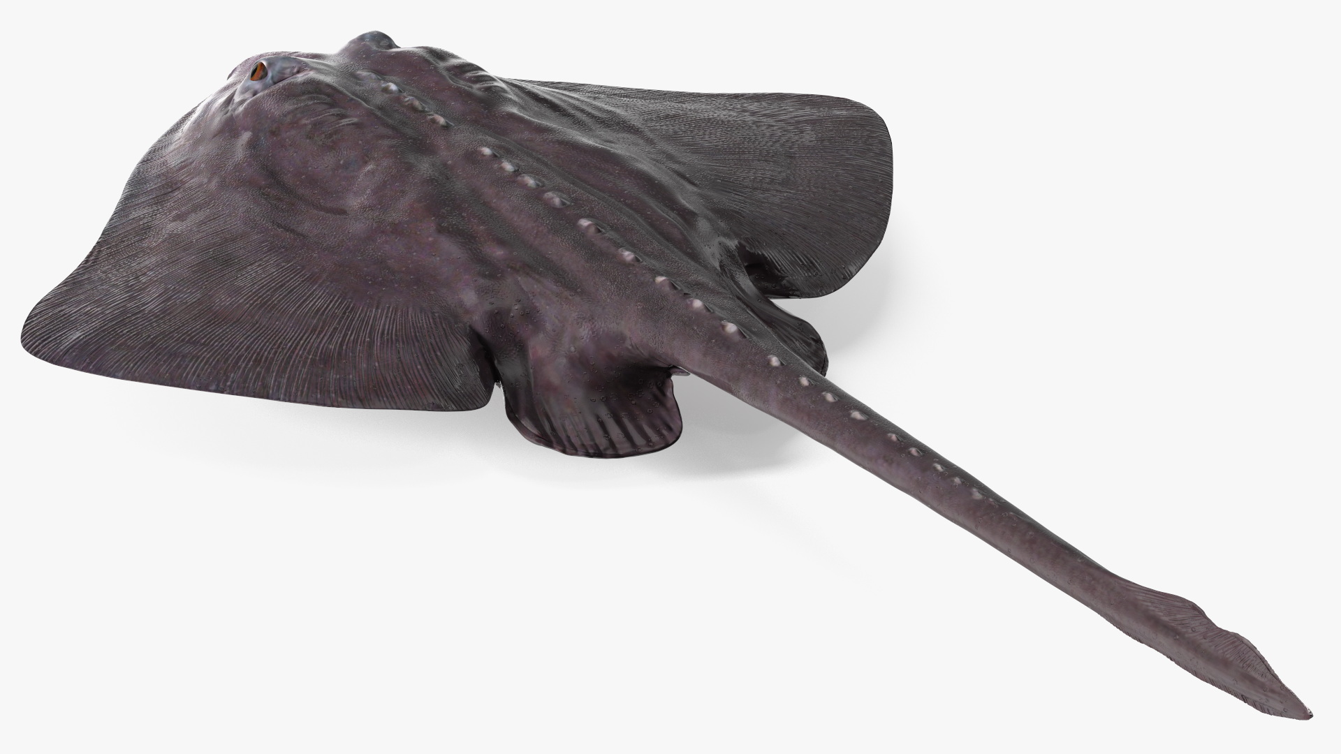 Bathyraja Lindbergi Gray 3D model