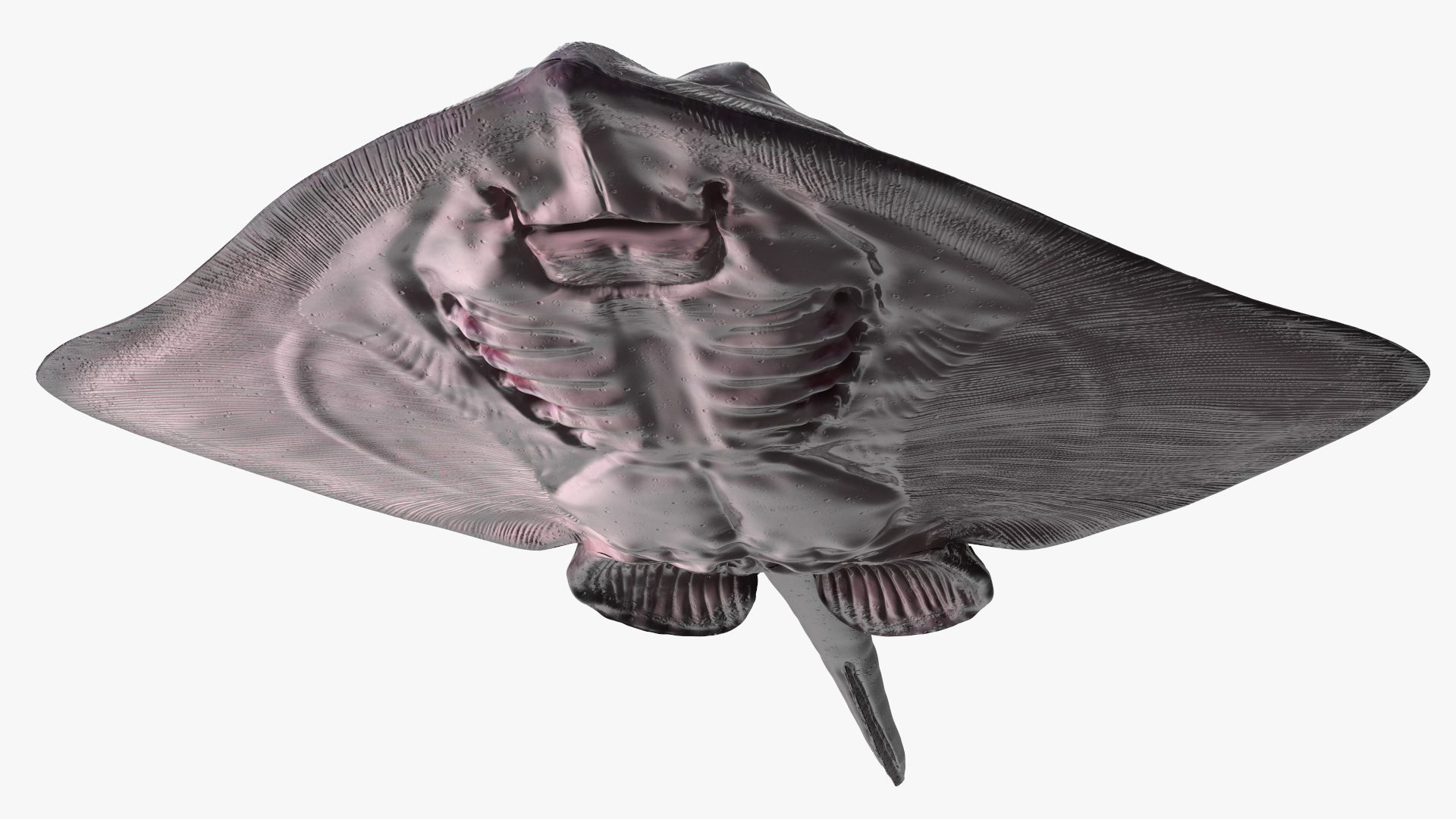 Bathyraja Lindbergi Gray 3D model