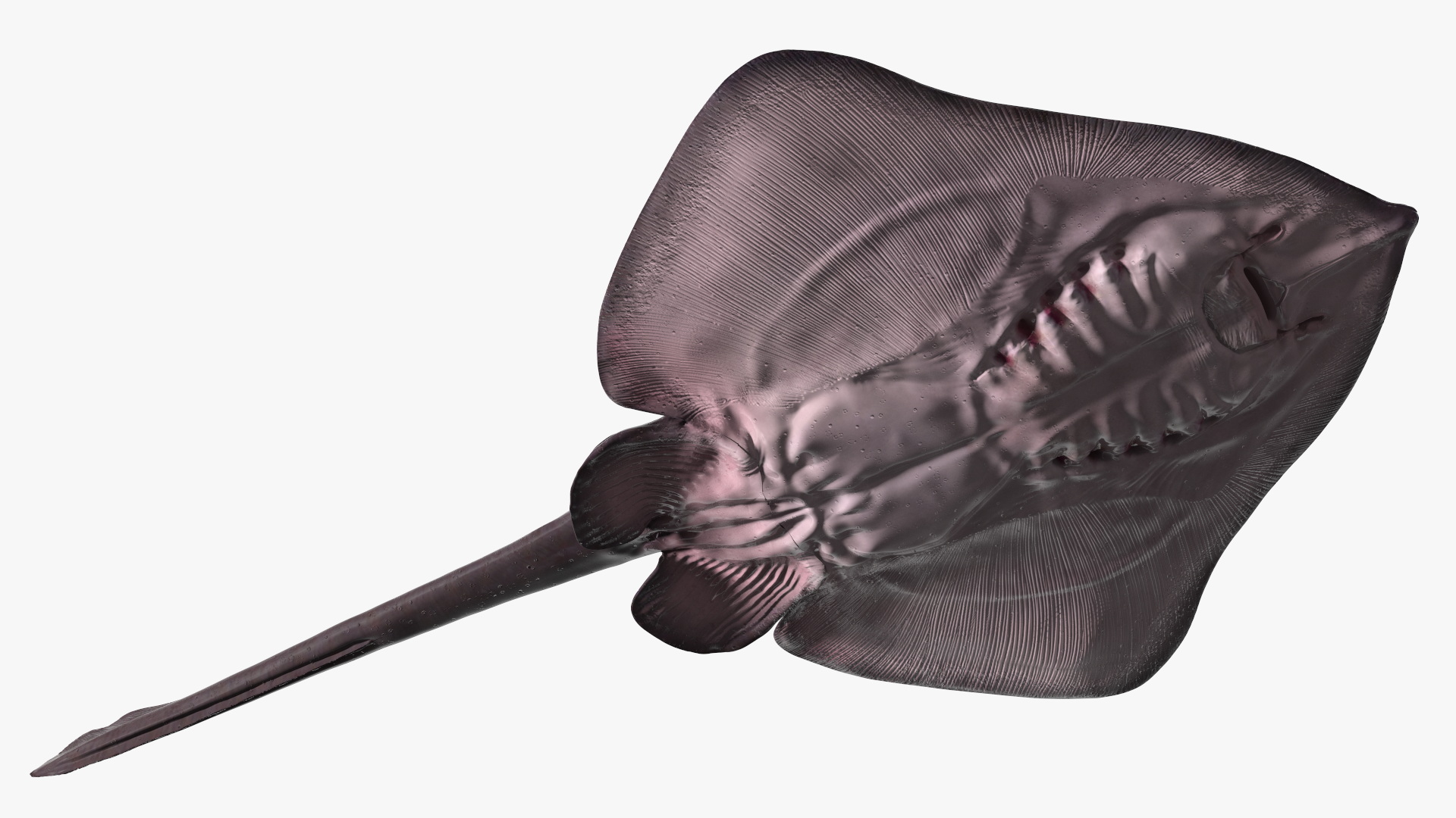 Bathyraja Lindbergi Gray 3D model