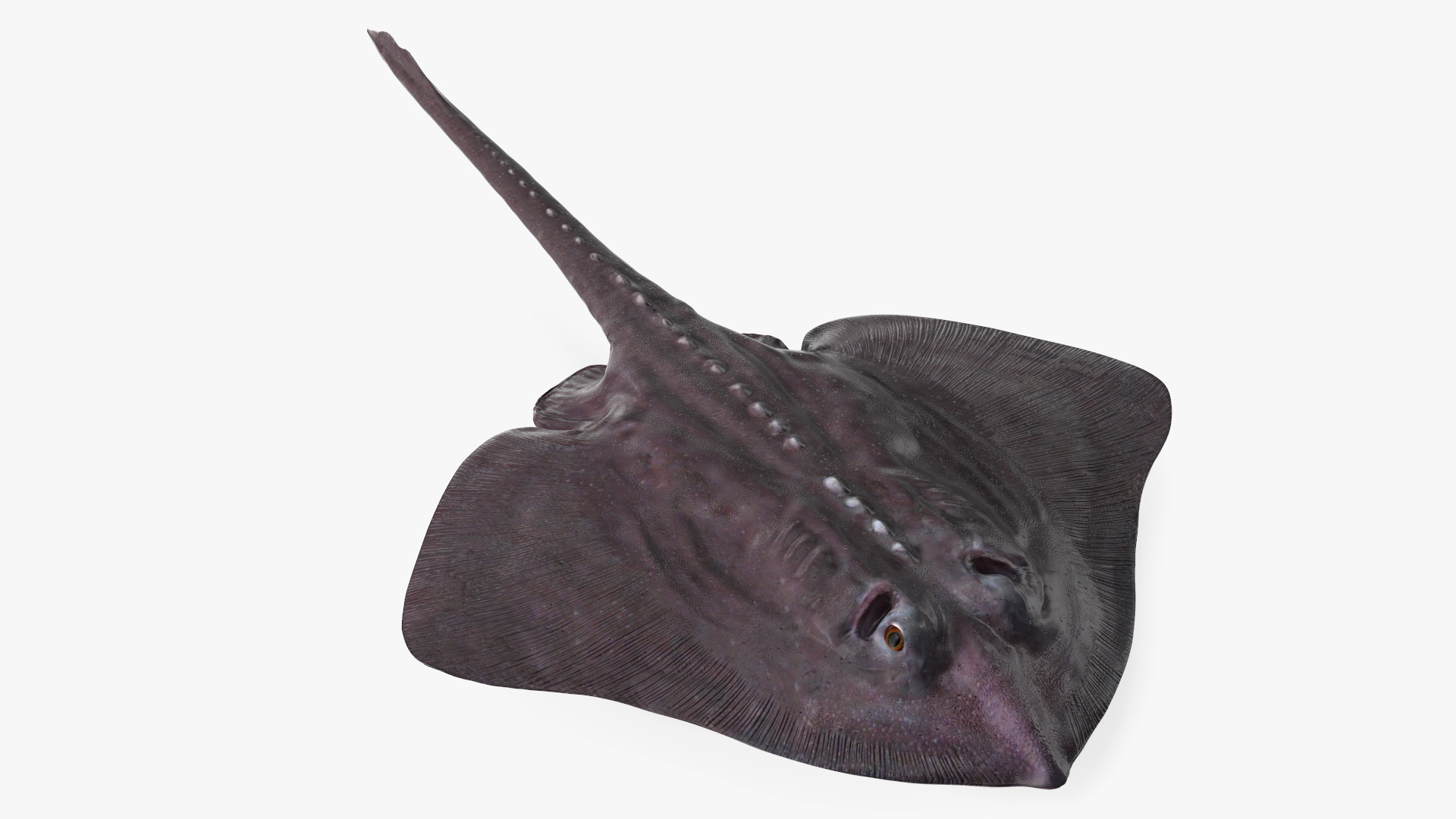 Bathyraja Lindbergi Gray 3D model