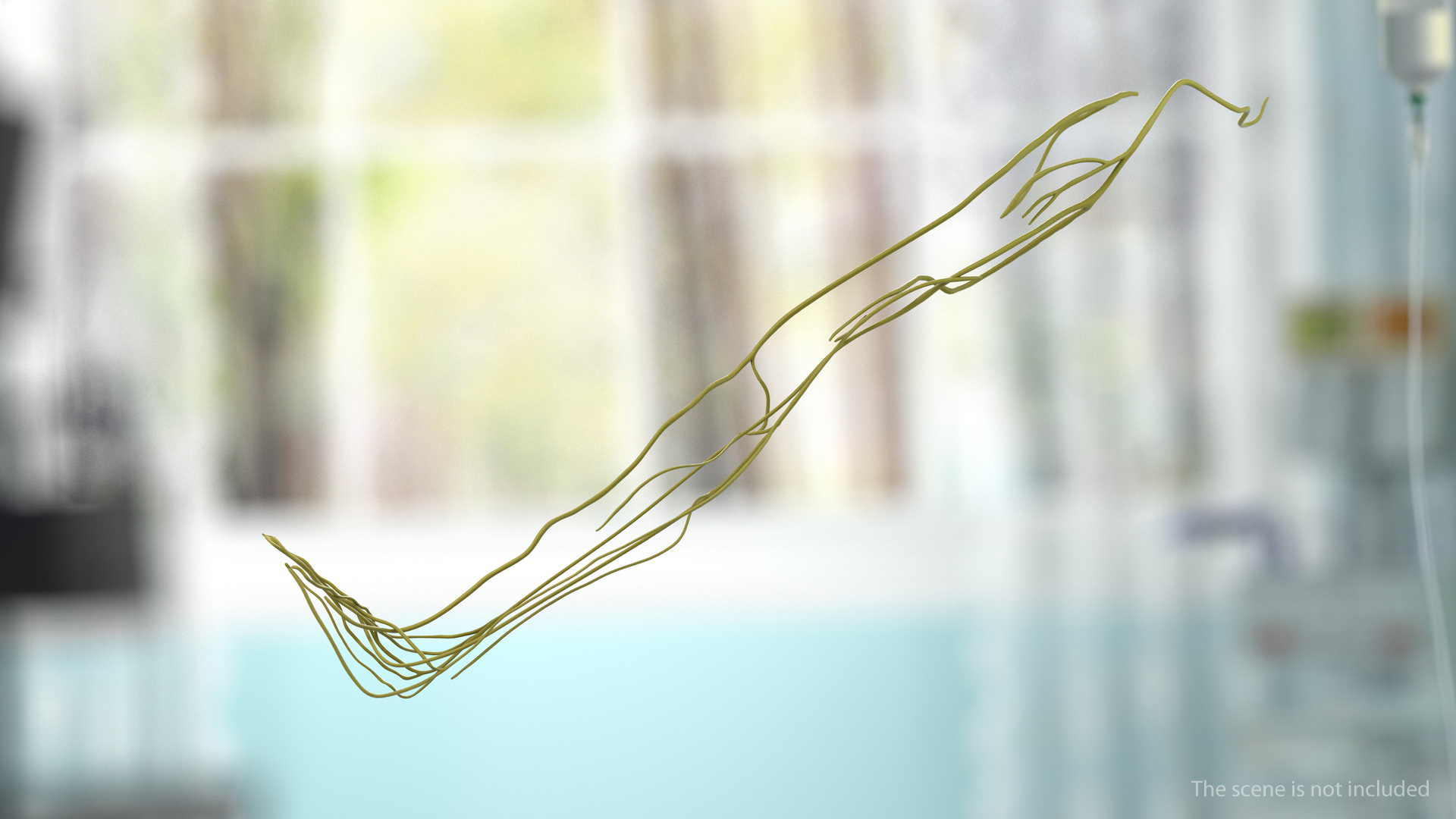 Human Leg Nervous System 3D model
