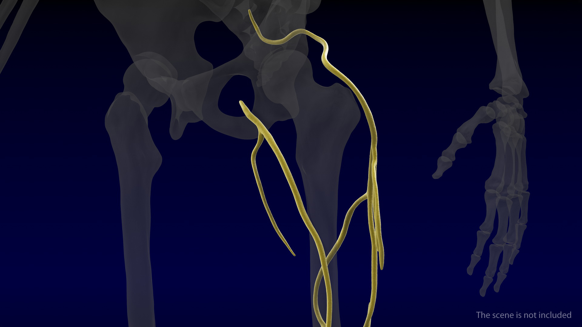 Human Leg Nervous System 3D model