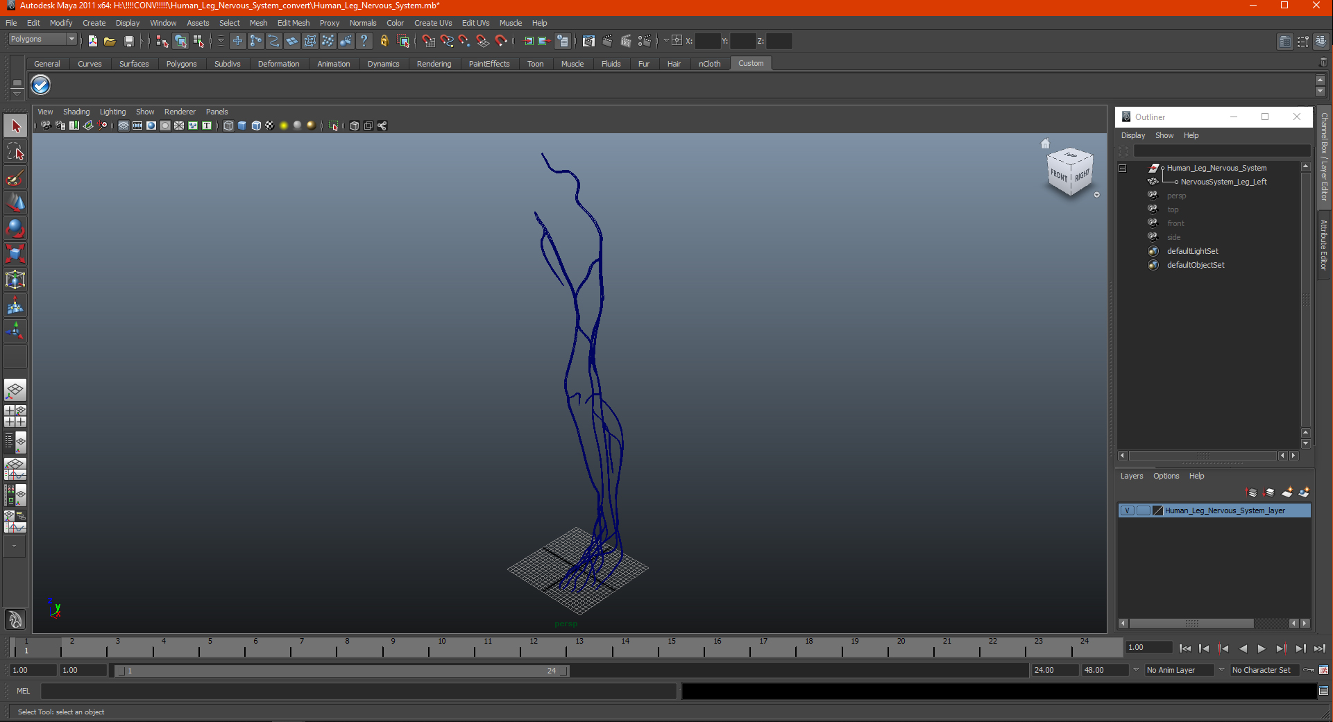 Human Leg Nervous System 3D model