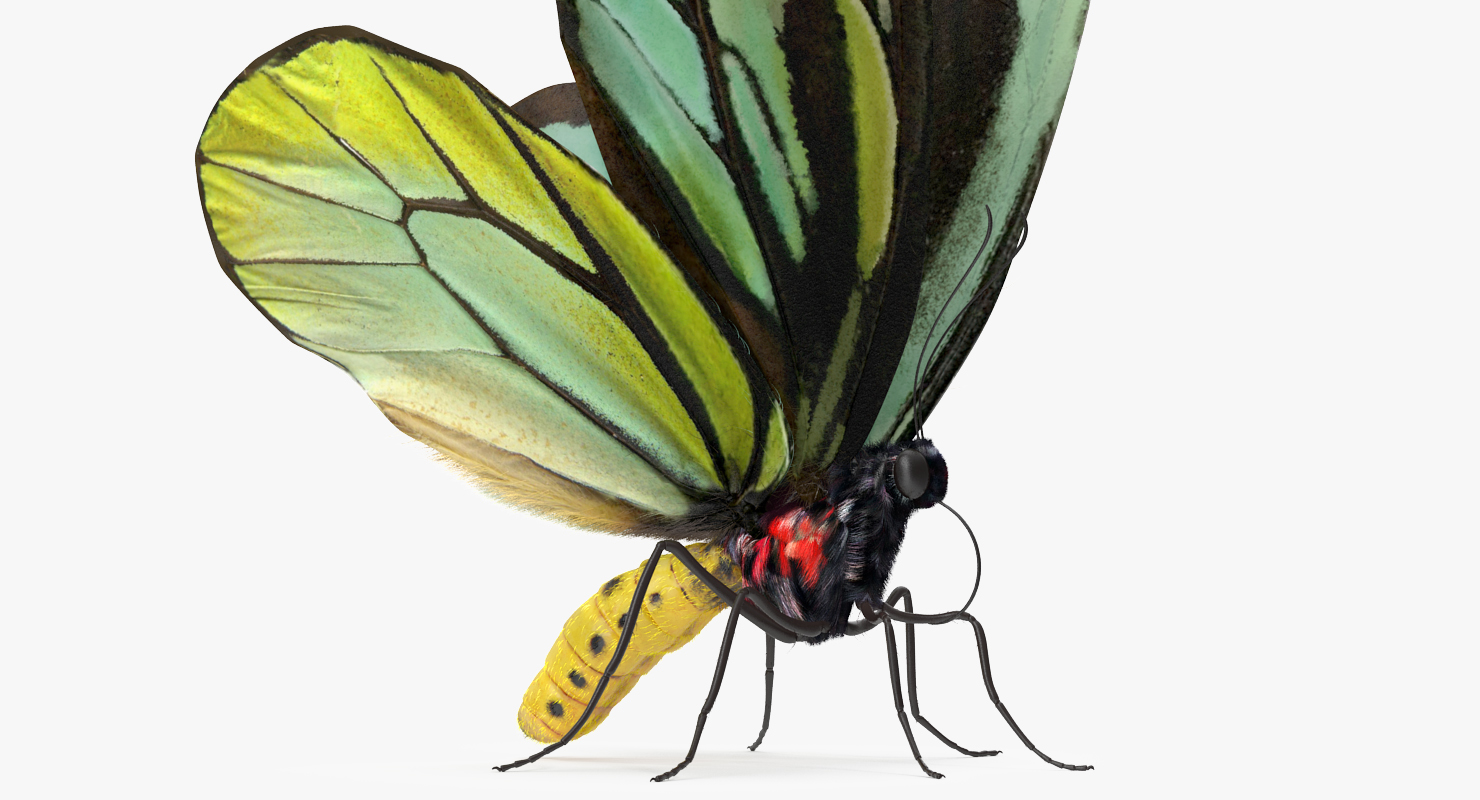 3D Queen Alexandras Birdwing Butterfly Rigged with Fur