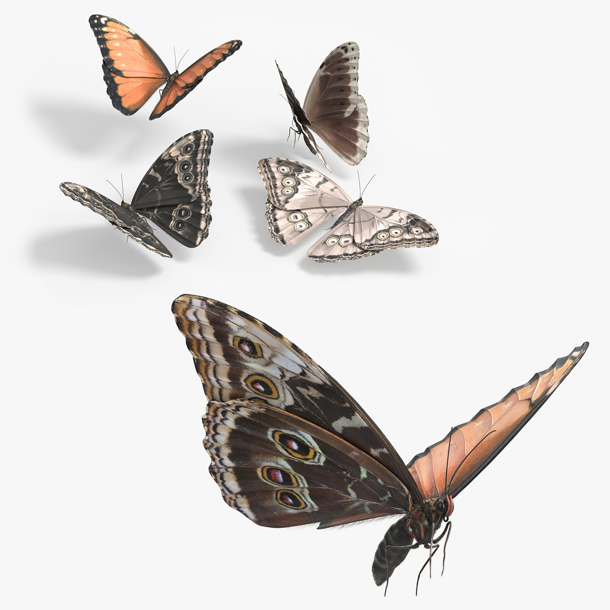 Exotic Butterfly Set Multicolor - Standard