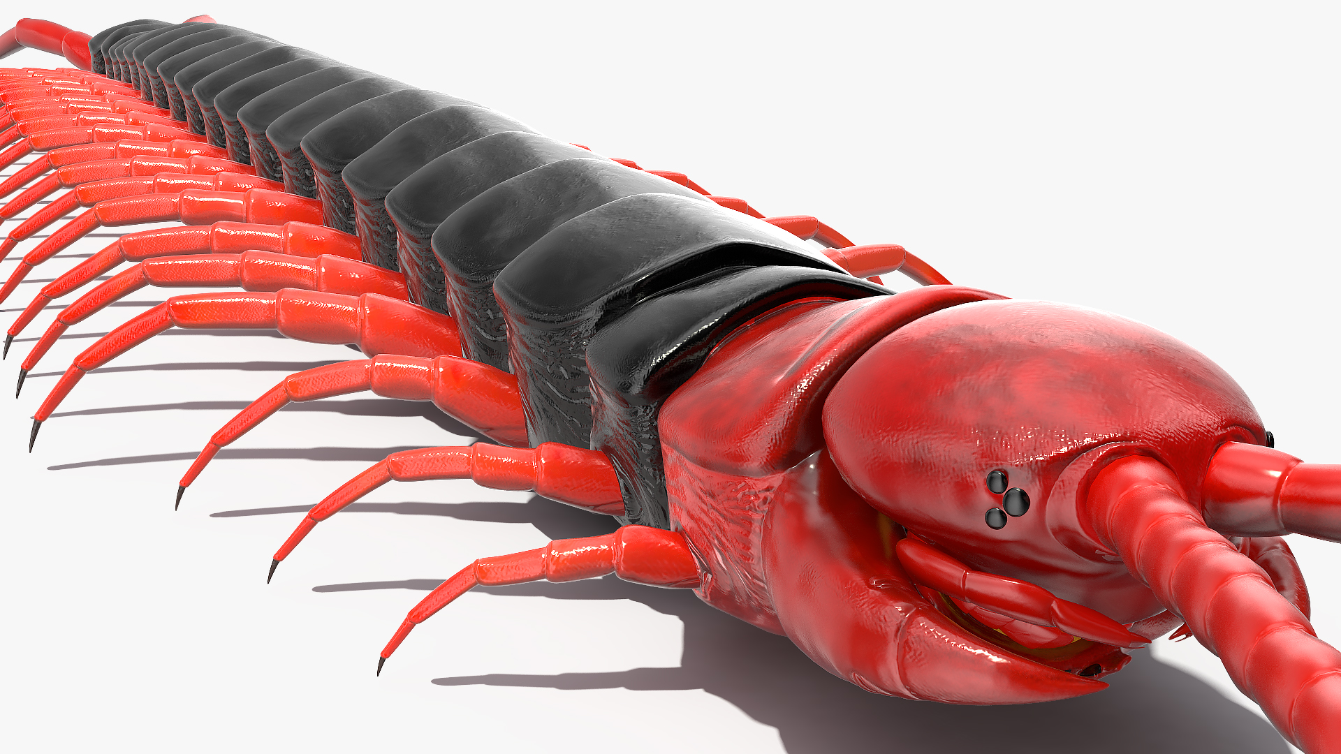 Scolopendra Subspinipes Mutilans 3D