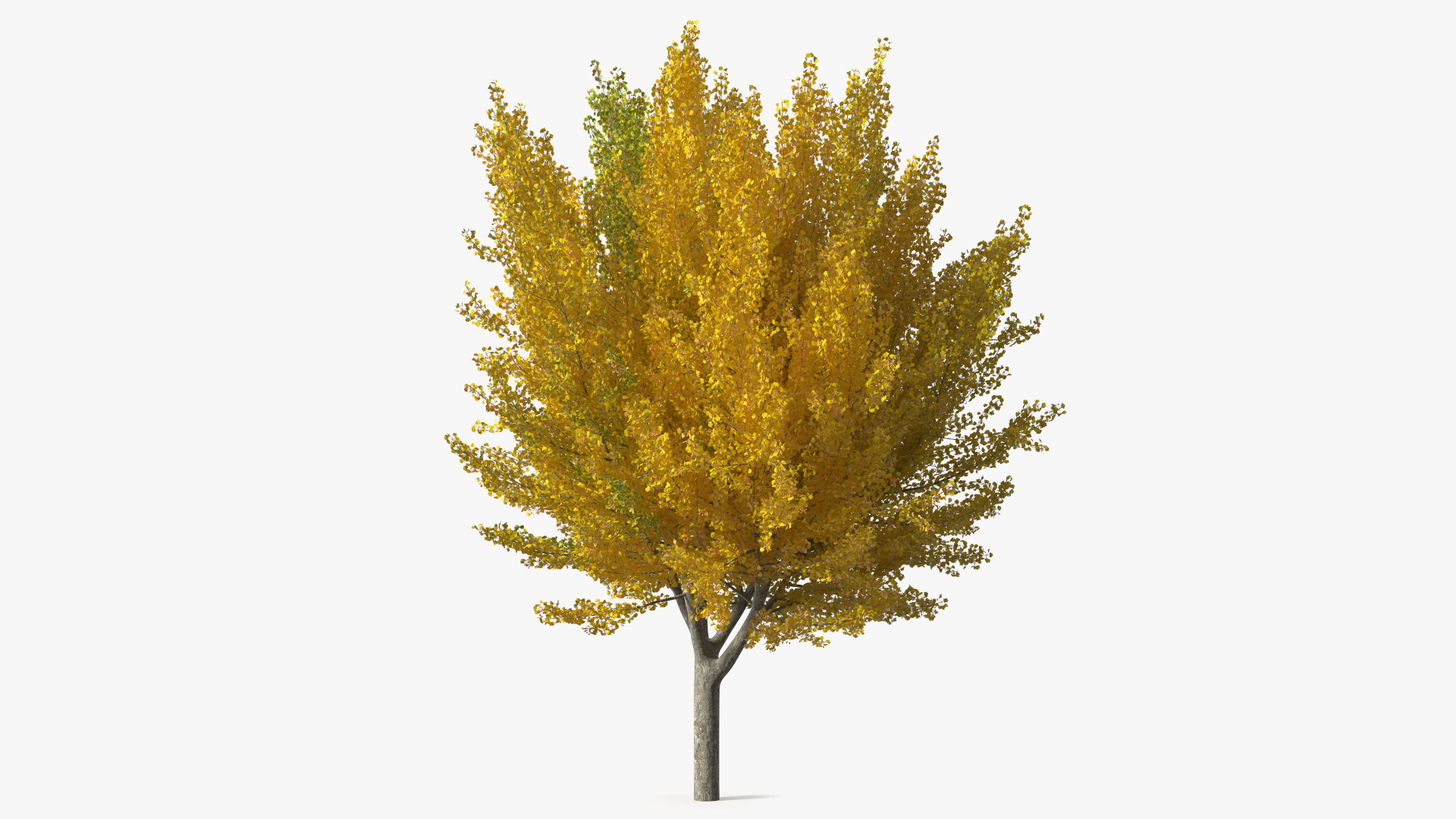 Ginkgo Tree Multicolored 3D model