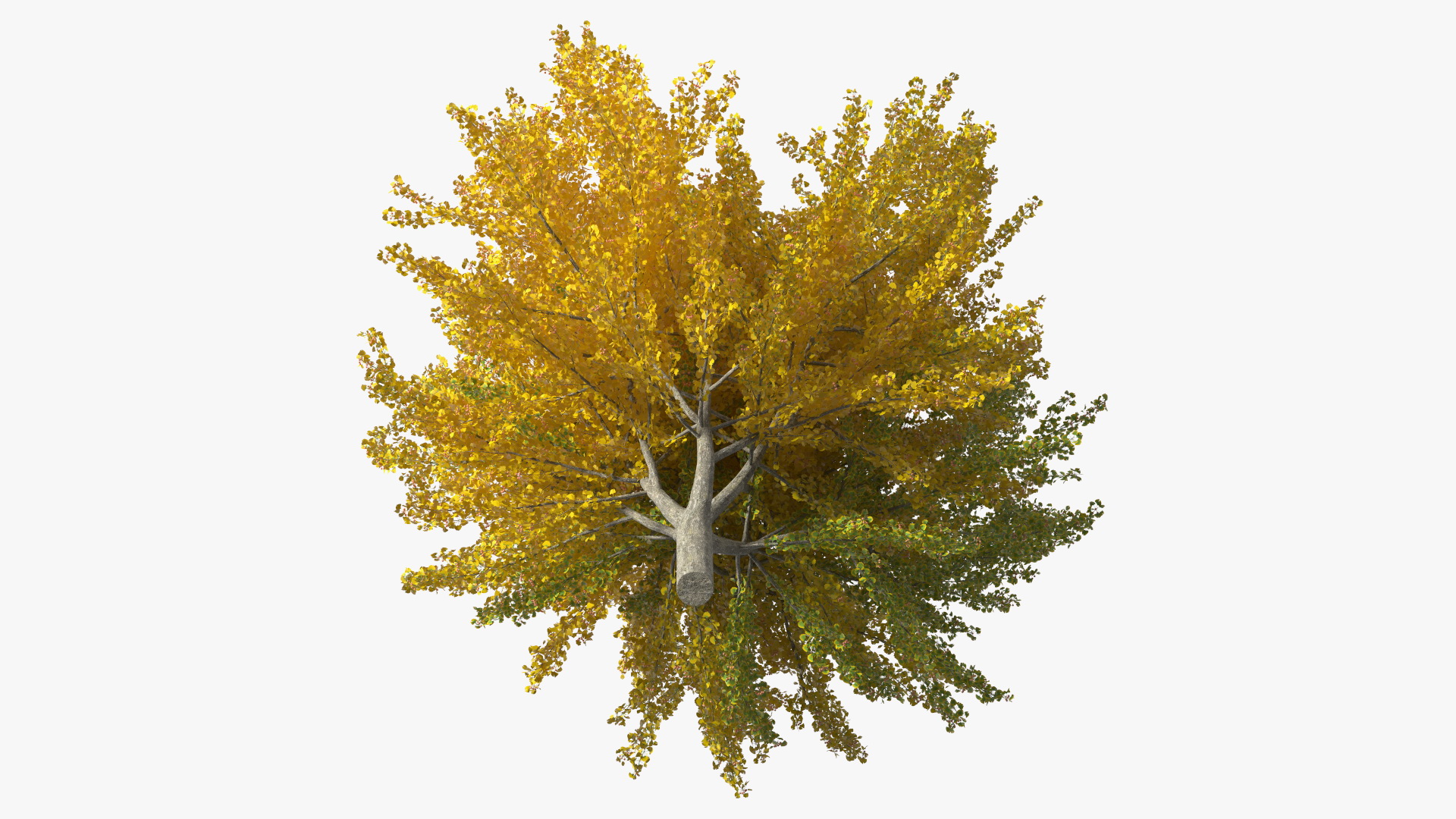 Ginkgo Tree Multicolored 3D model