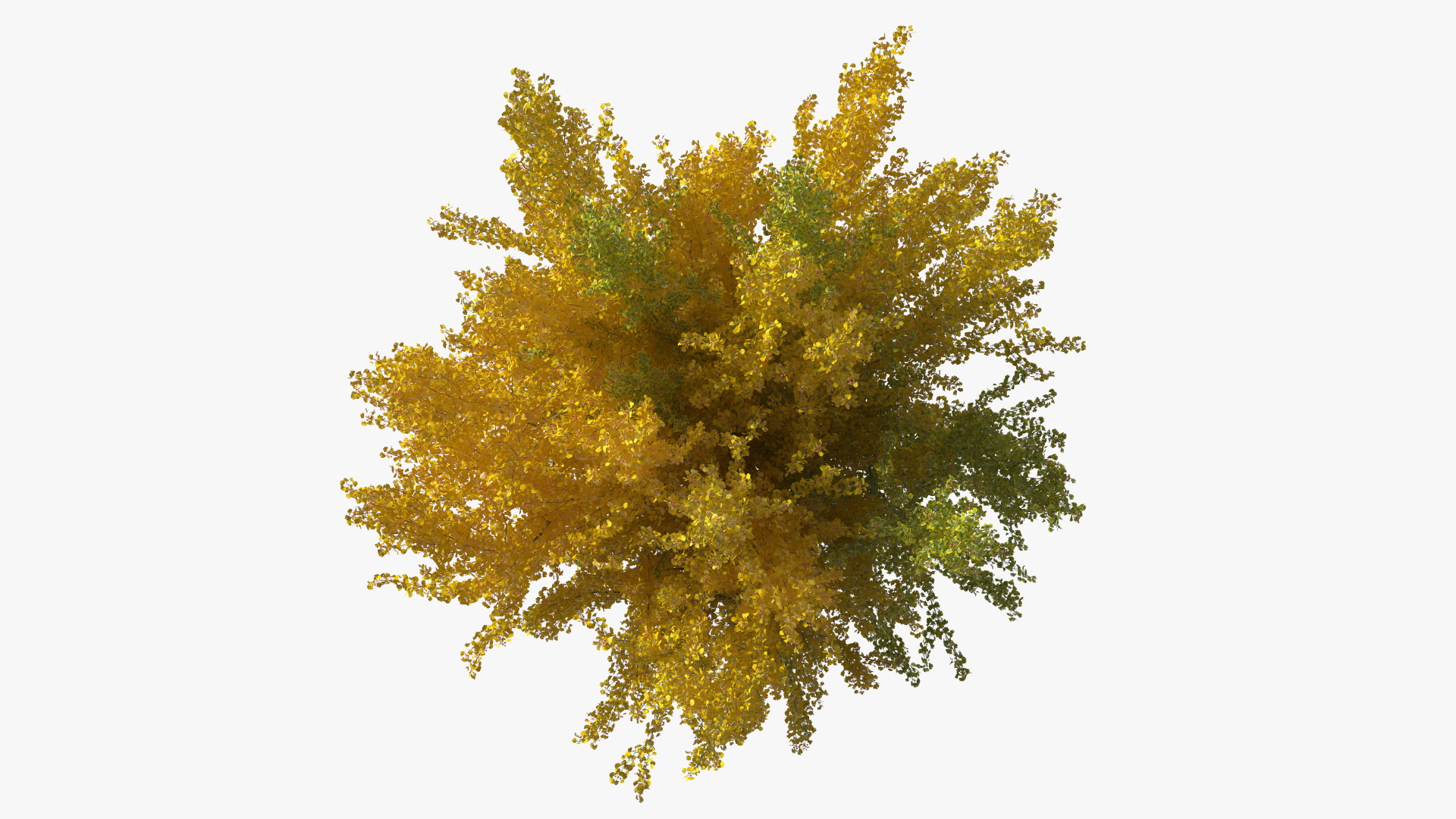 Ginkgo Tree Multicolored 3D model