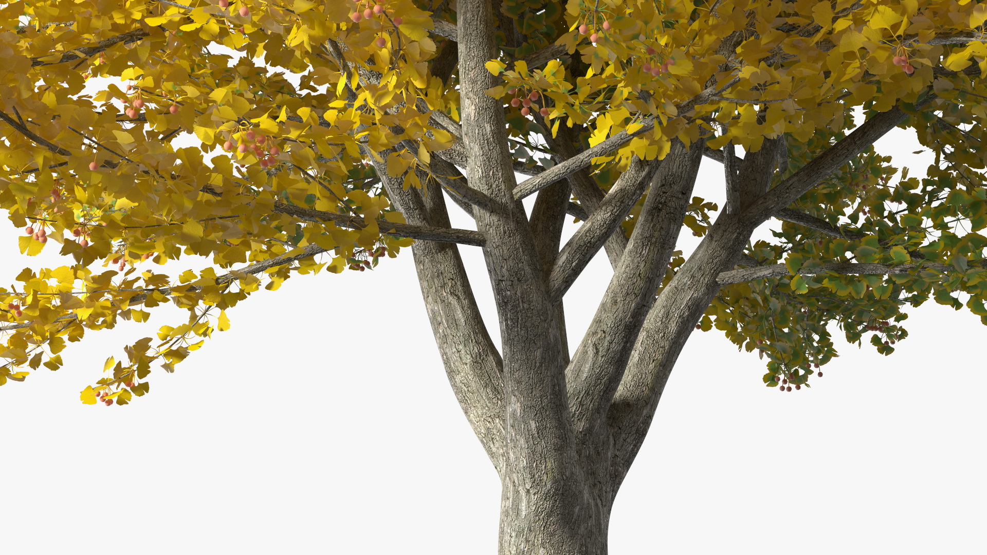 Ginkgo Tree Multicolored 3D model