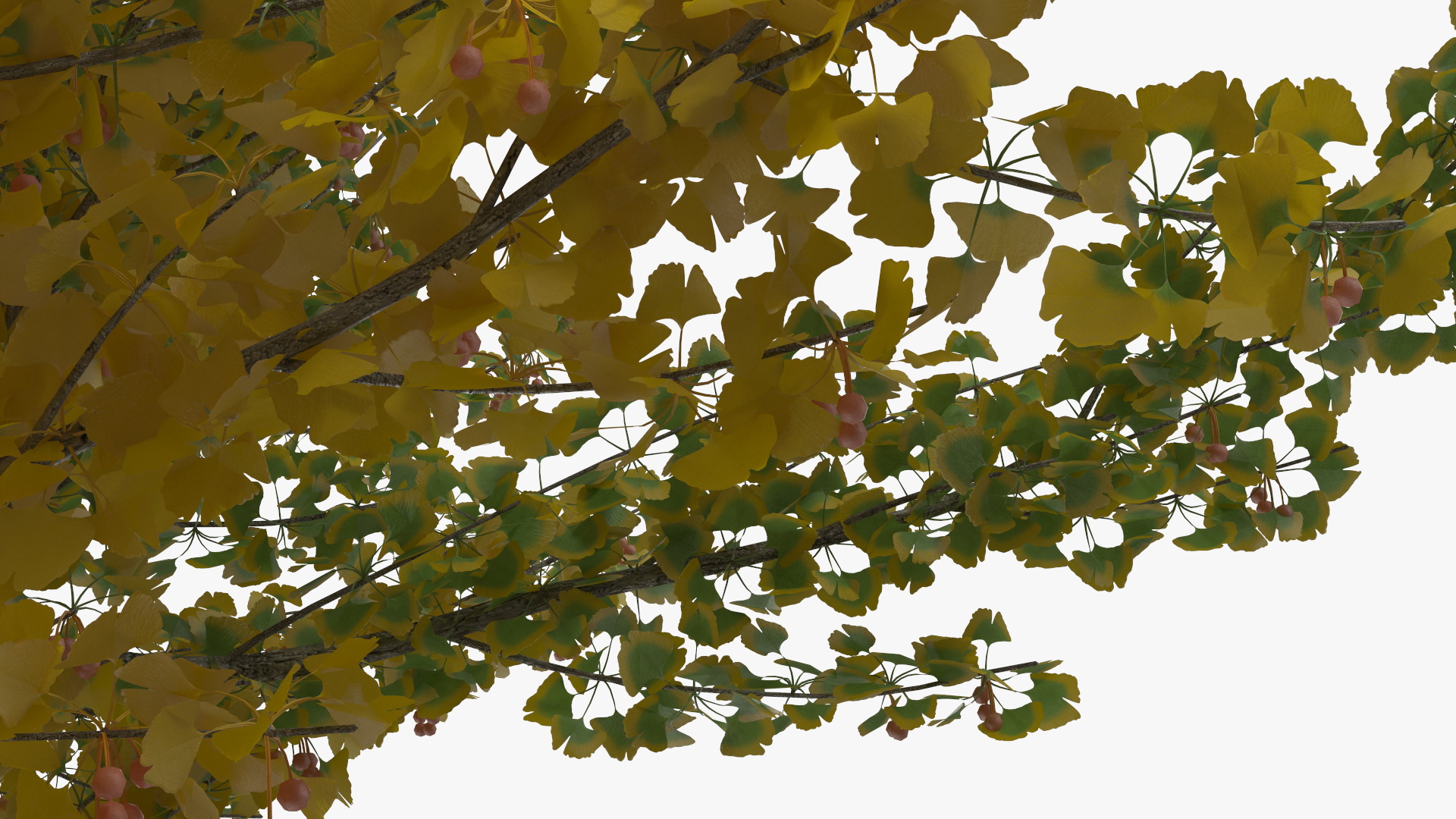 Ginkgo Tree Multicolored 3D model