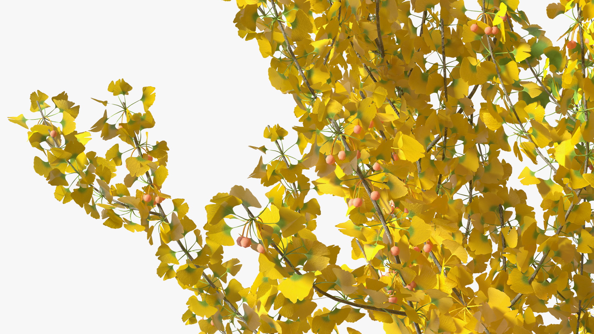 Ginkgo Tree Multicolored 3D model