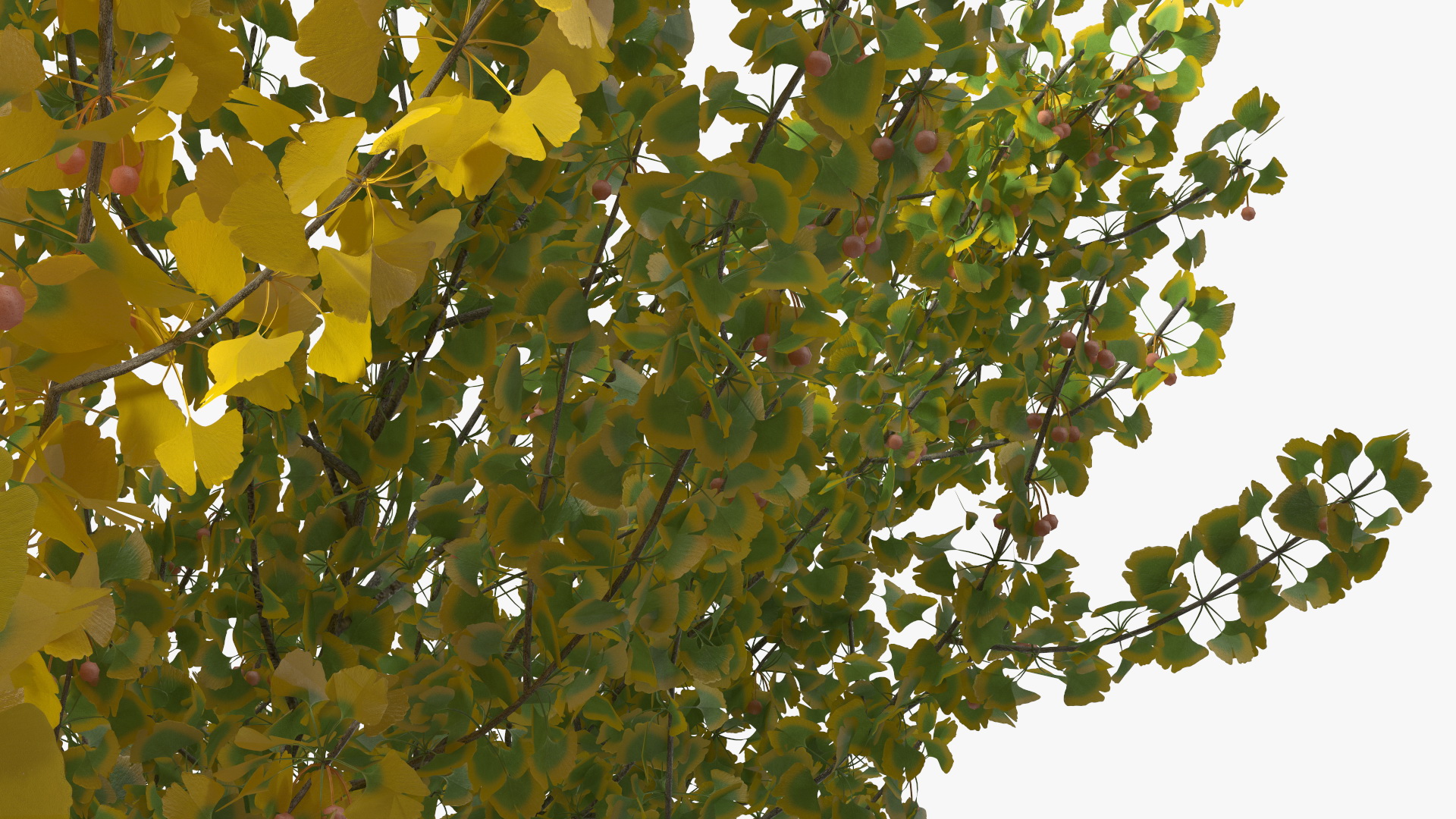 Ginkgo Tree Multicolored 3D model