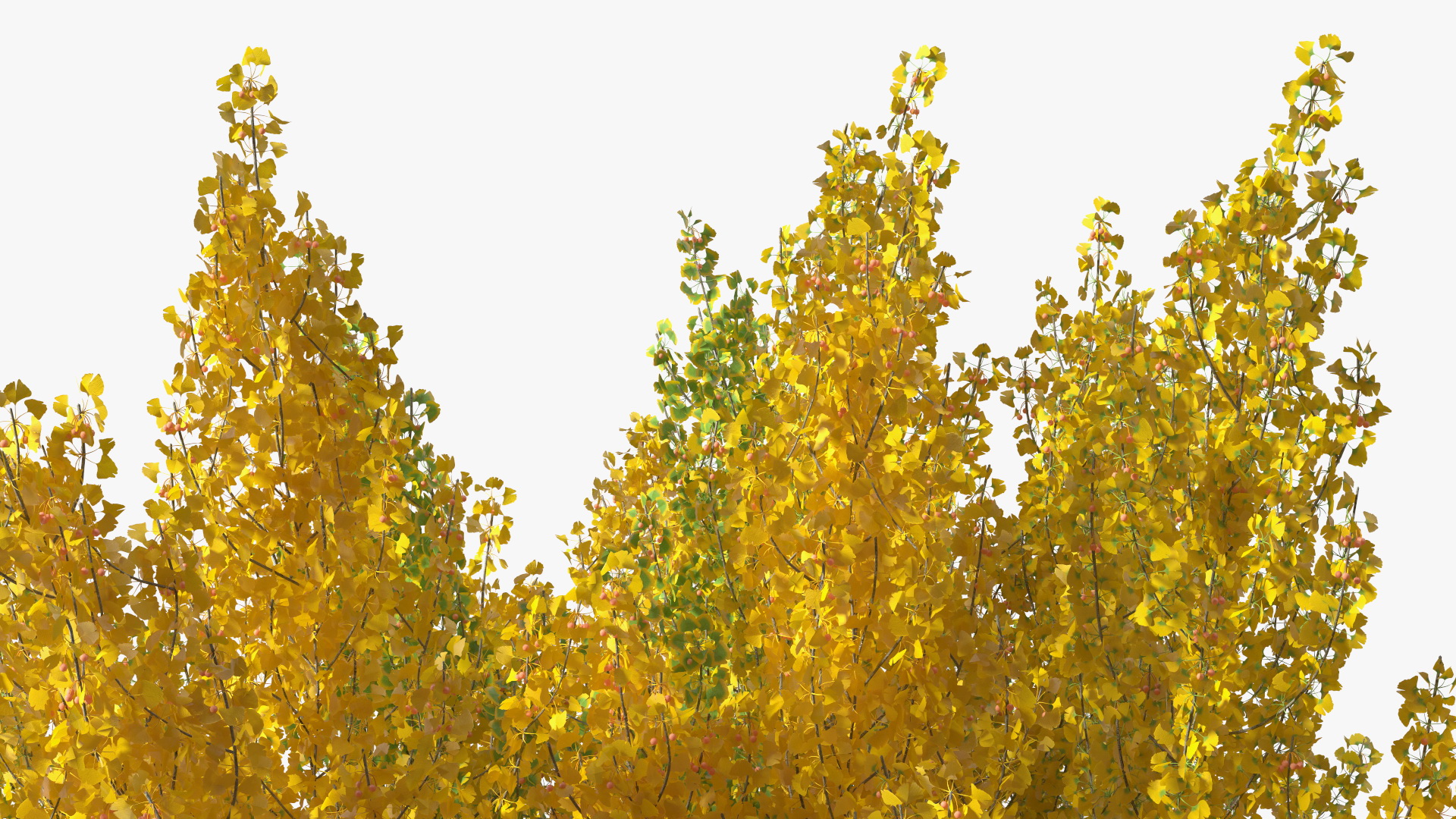 Ginkgo Tree Multicolored 3D model