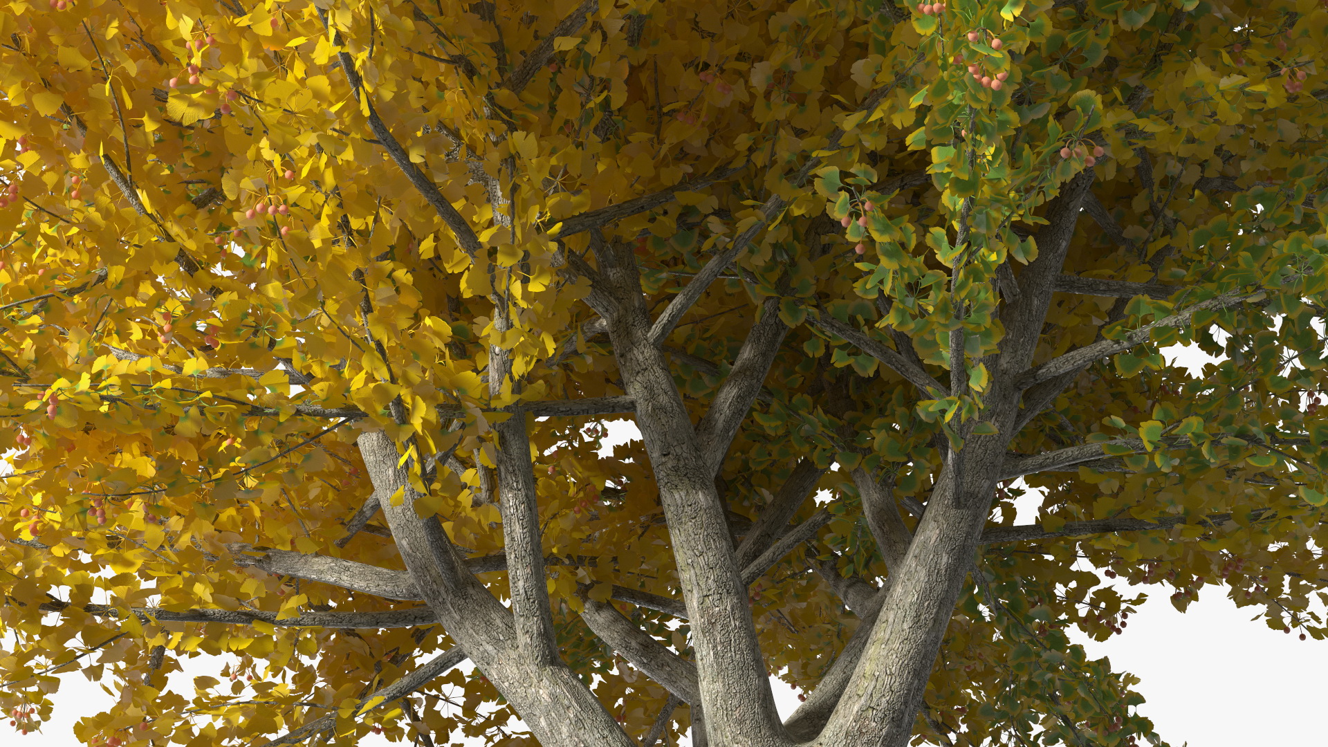 Ginkgo Tree Multicolored 3D model