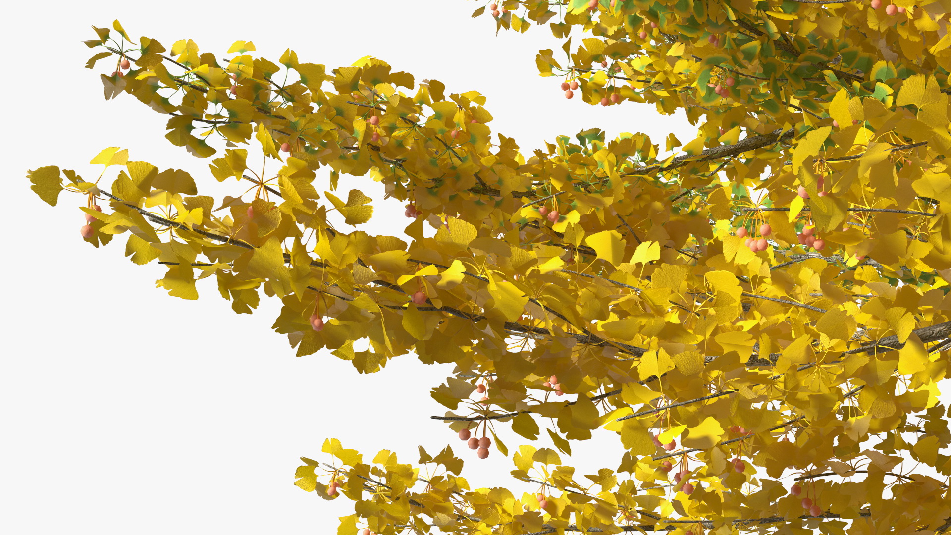 Ginkgo Tree Multicolored 3D model