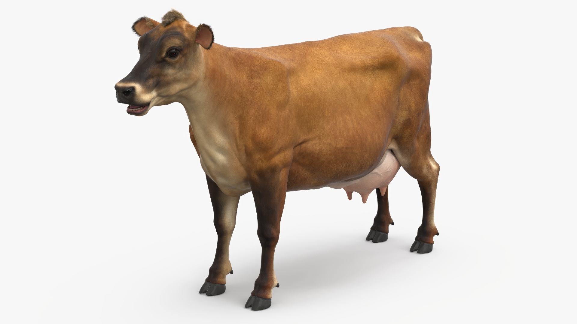 Cattle Cow Fur 3D model