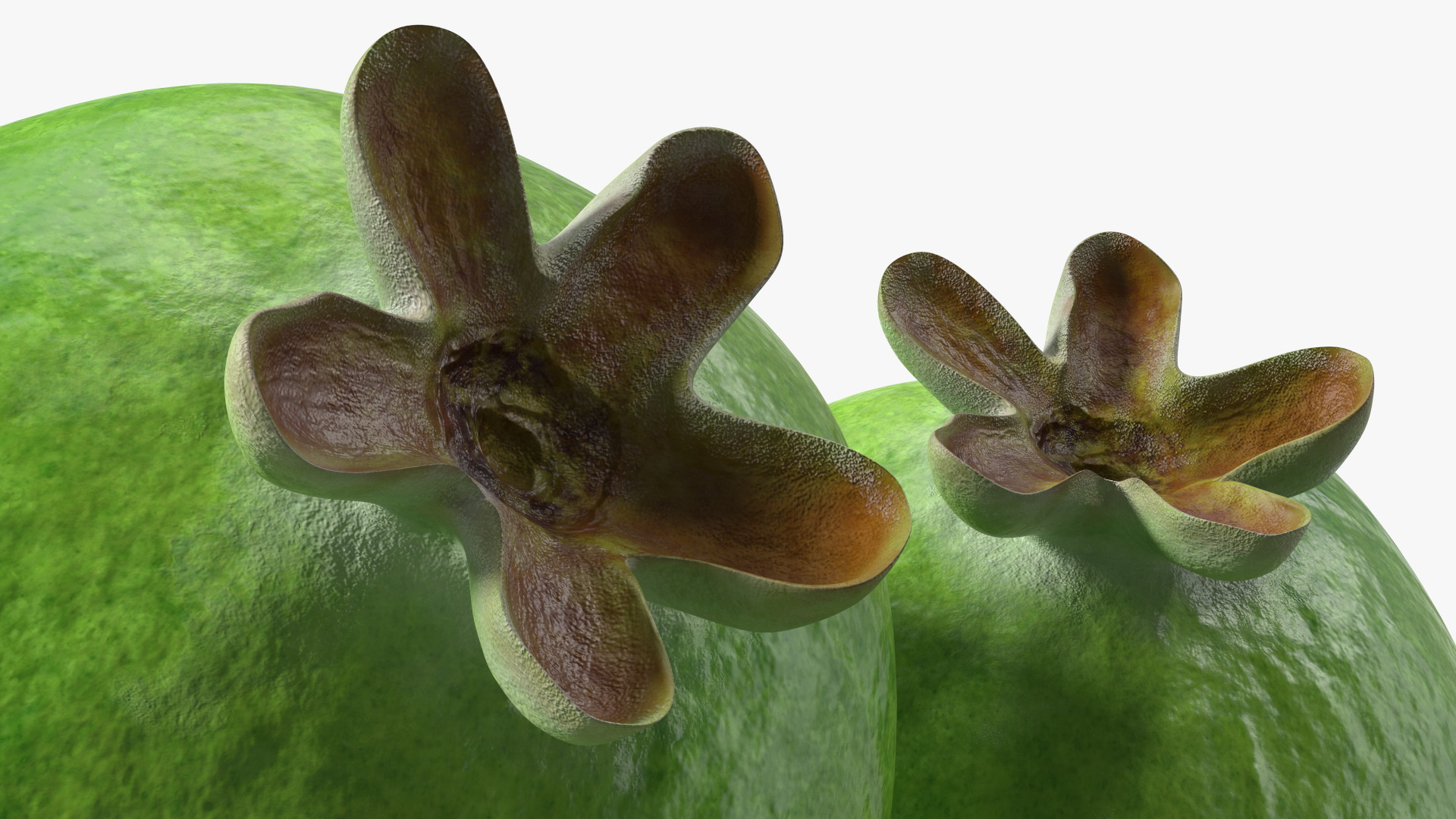 Heap Feijoa Fruit 3D