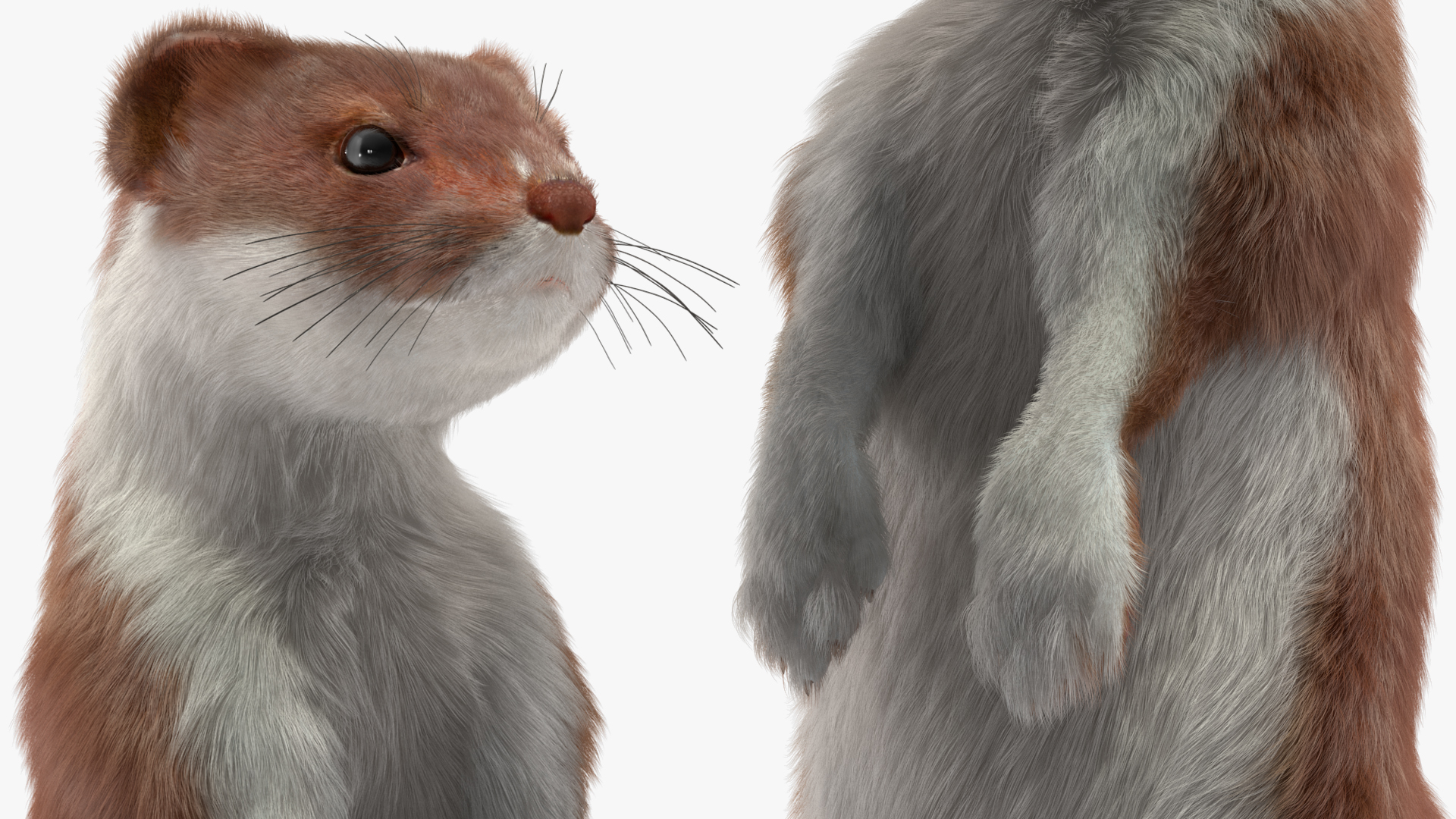 Beringian Stoat Brown Standing Pose Fur 3D model